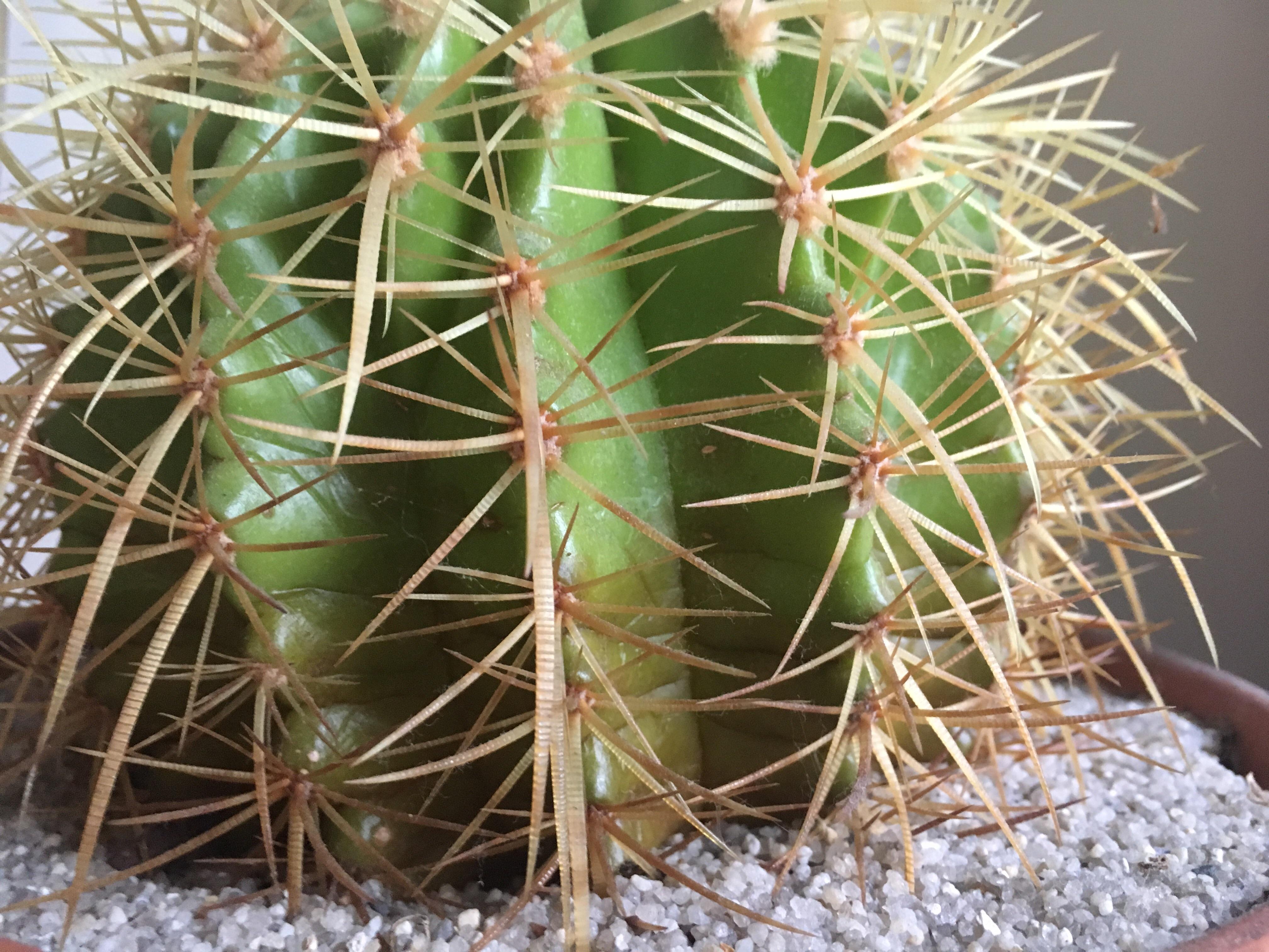 Help my little buddy...how can I help him thrive? He hasn