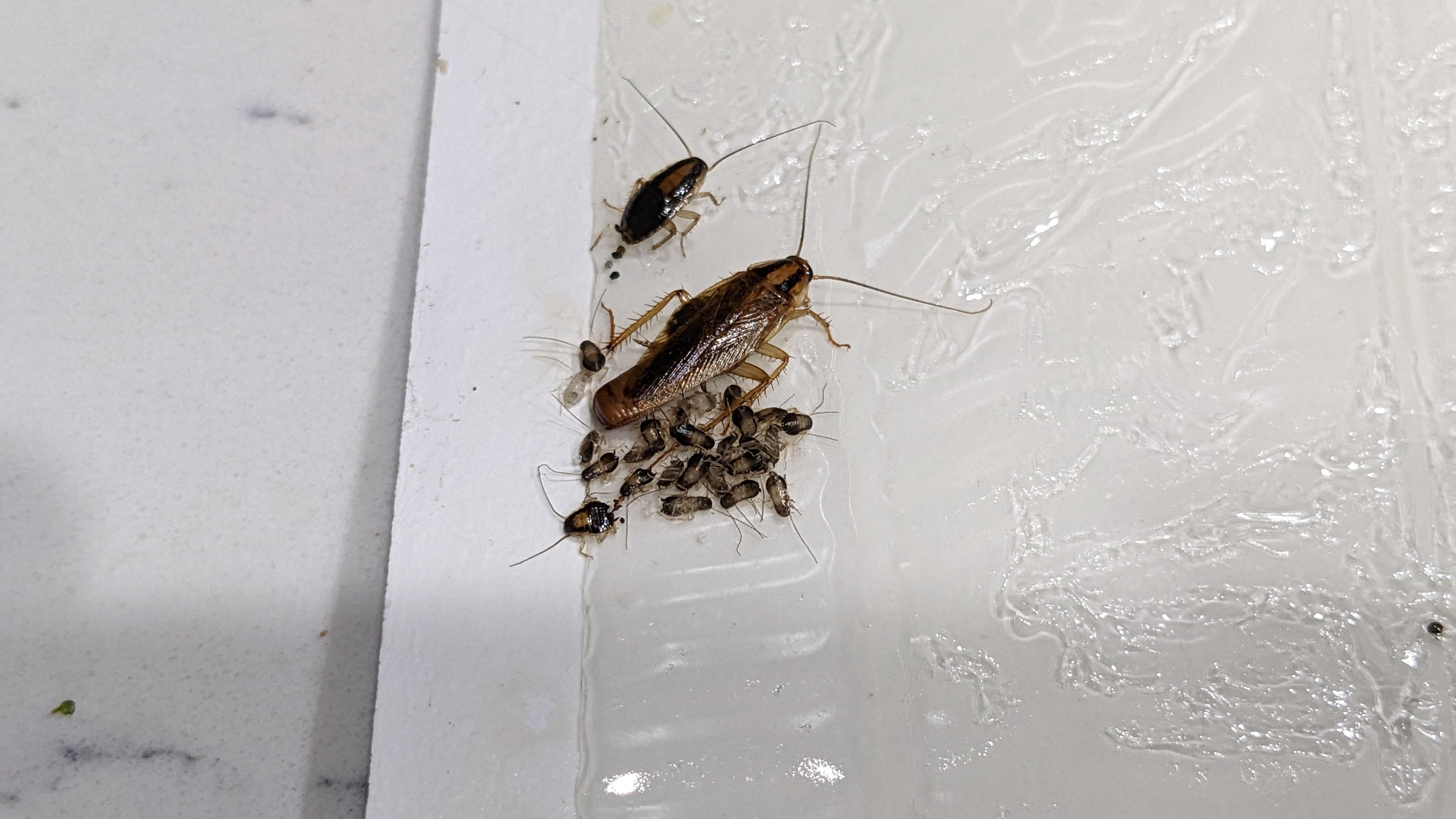 Mama roach gave birth after getting caught on sticky pad