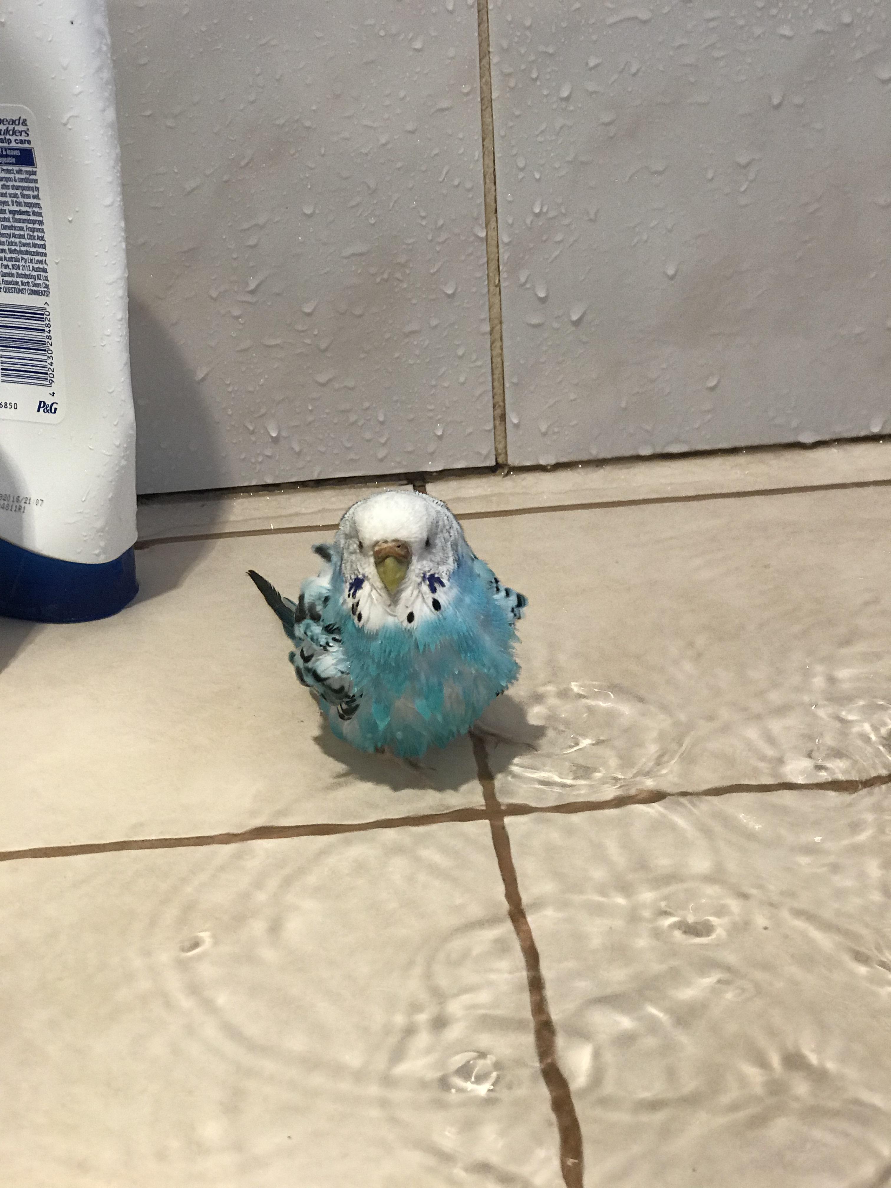 Birt the budgie enjoying a shower. r/budgies