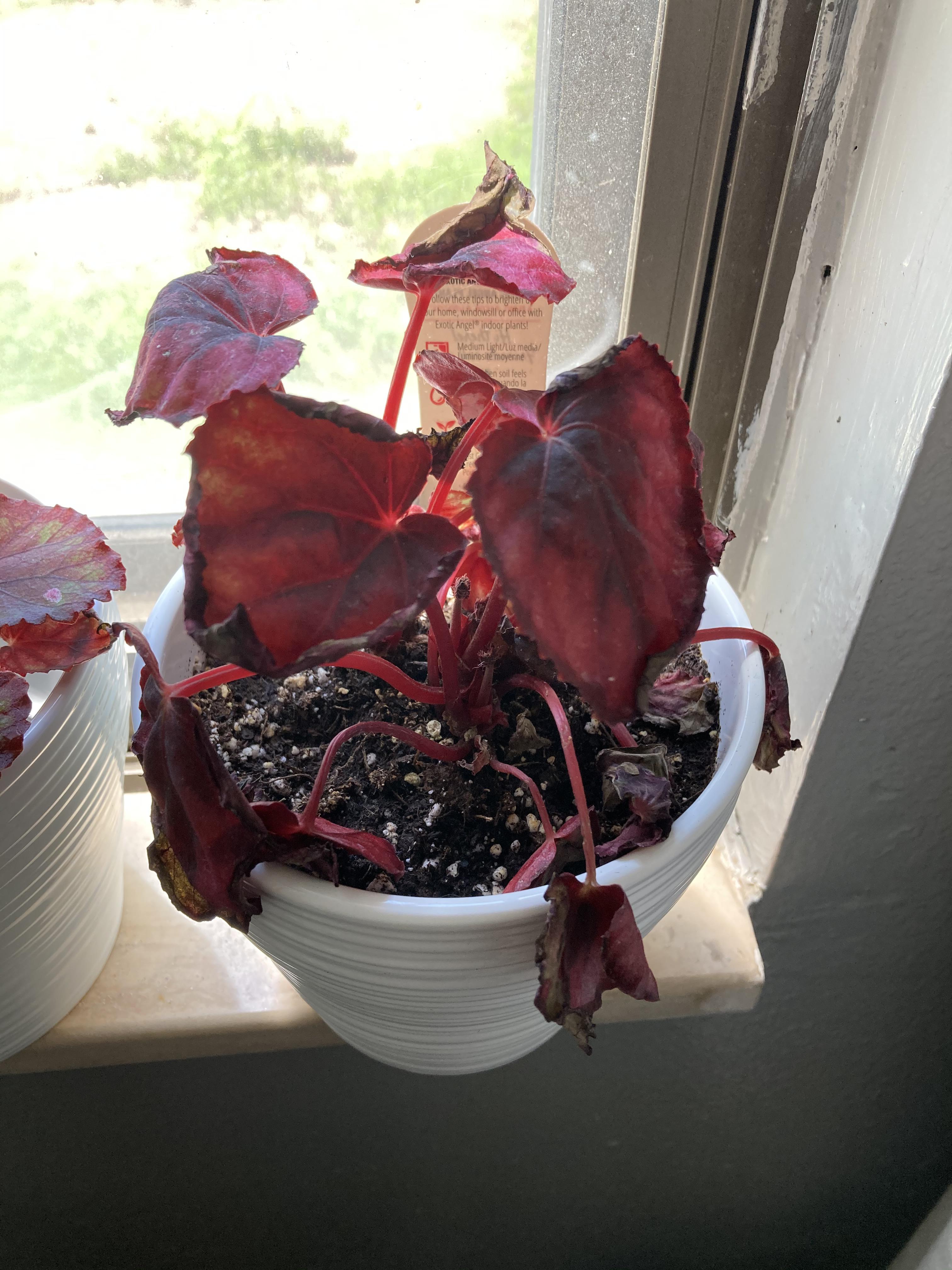 First begonia. I just potted it. The leaves are drying up and curling
