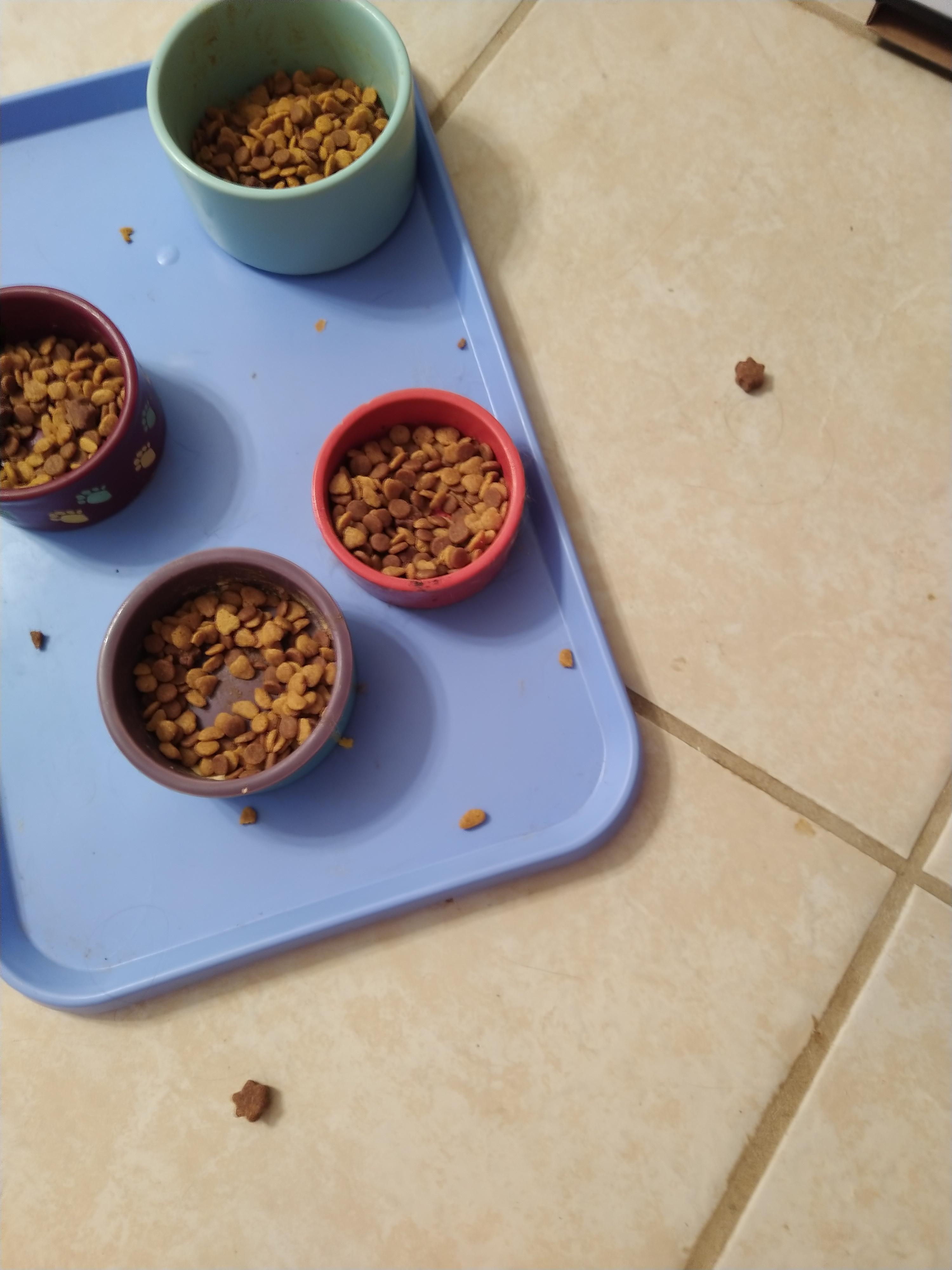 Cats are jerks. Expensive allergy treats were mixed in with kibble