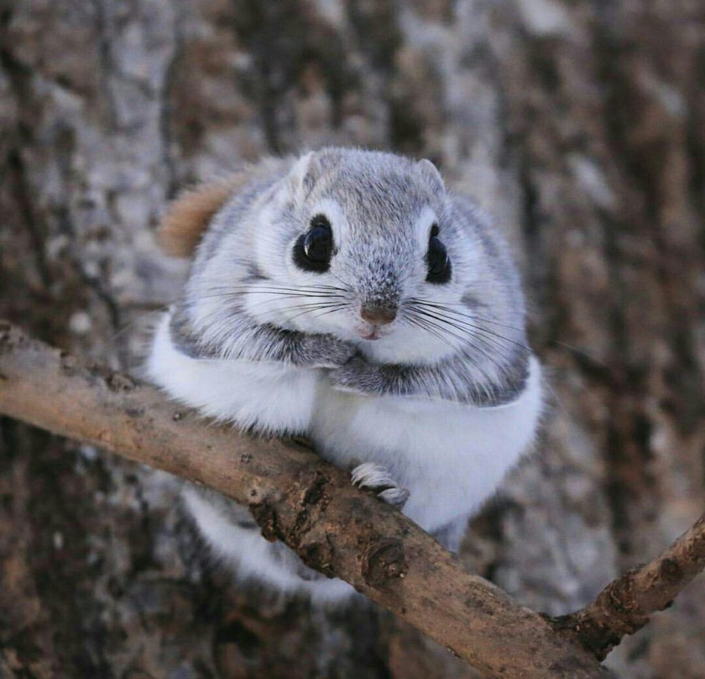 Japanese Dwarf Flying Squirrel Pet