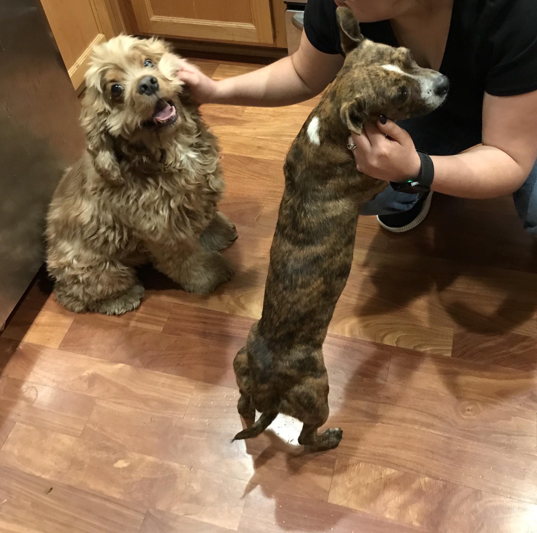 Our first rescue (Cocker Spaniel) excited about his new friend and our