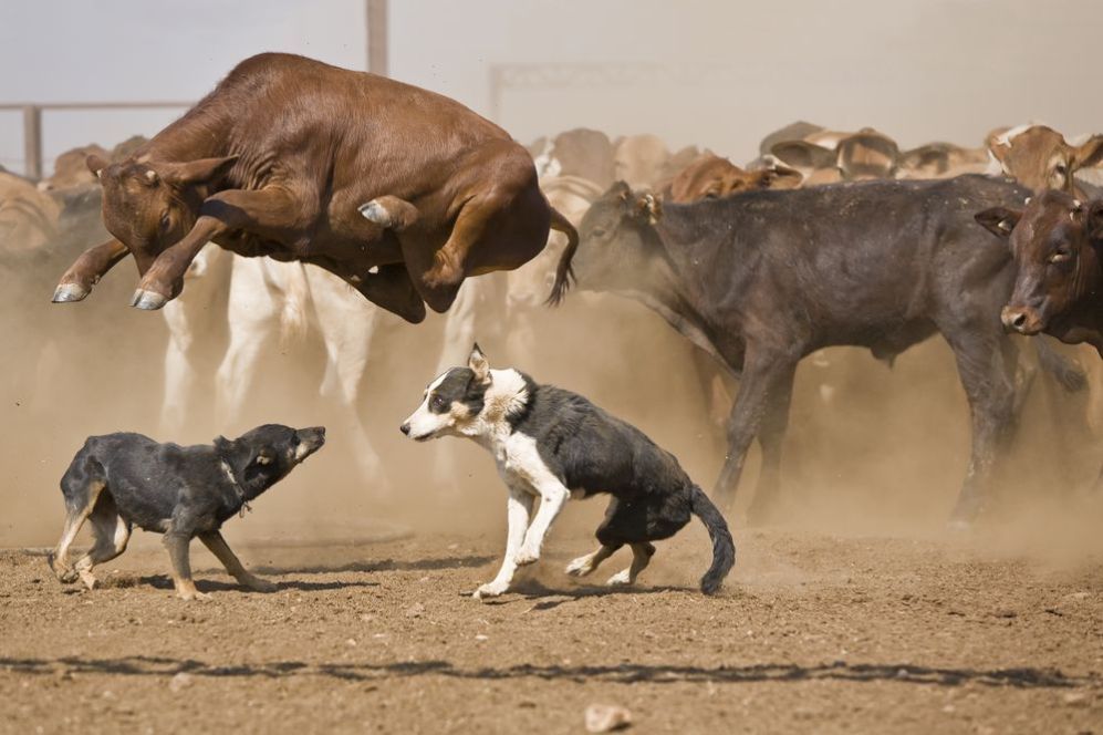 Jumping cow r/PerfectTiming