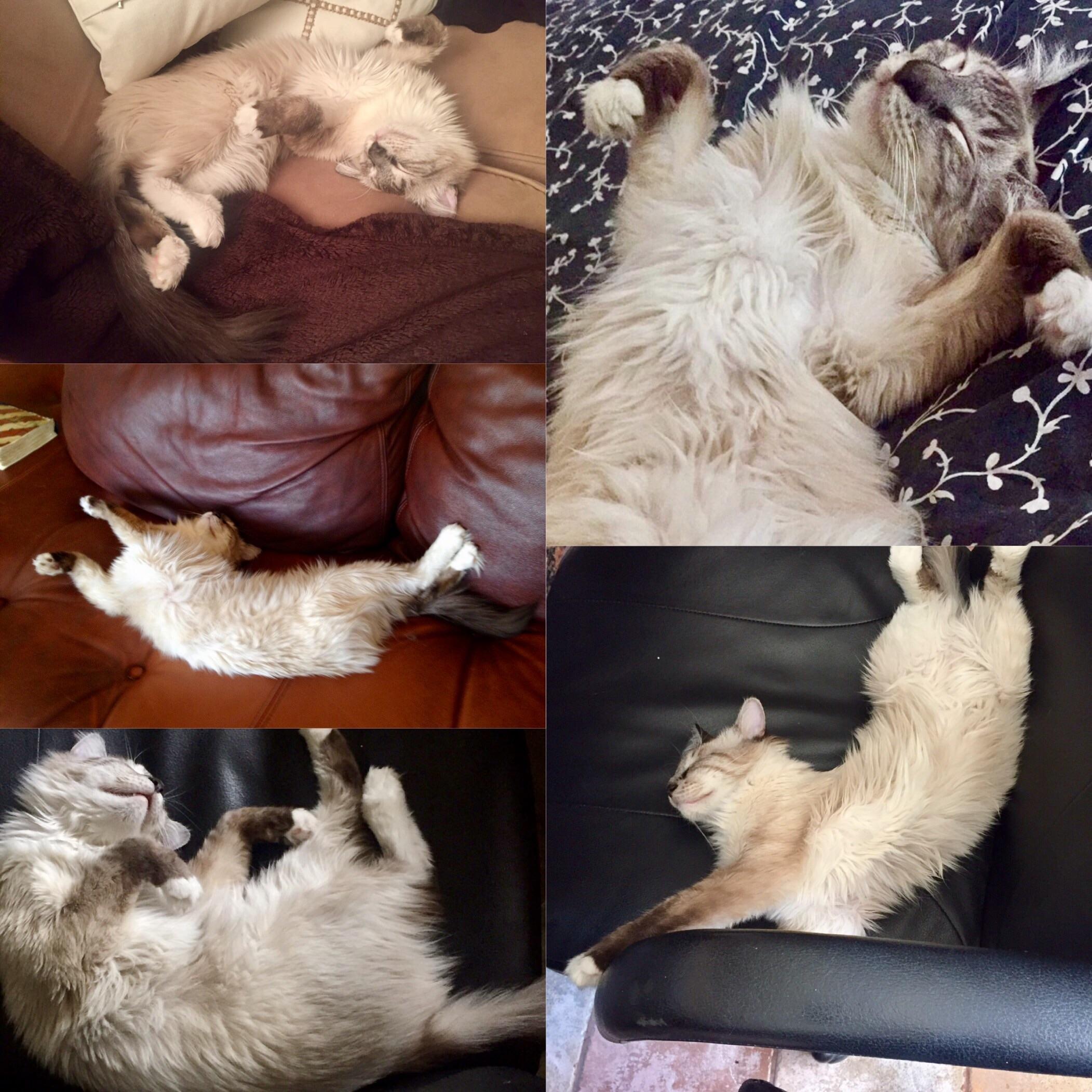 My new kitten absolutely loves to sleep on her back 😹 r/cats