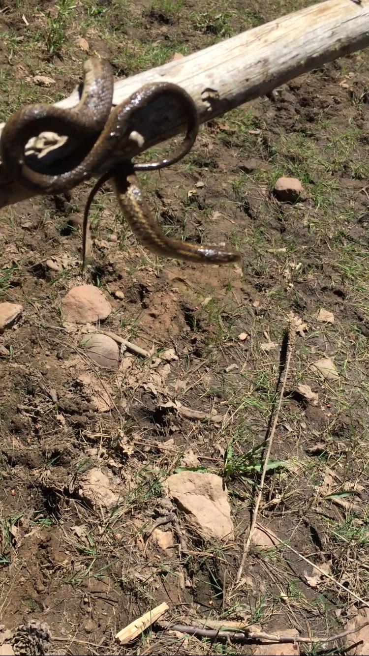 Snake ID, found swimming in a lake in Payson AZ r/snakes