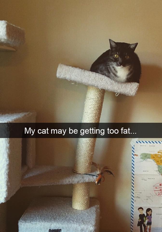 He's not fat he's just chunky r/cats