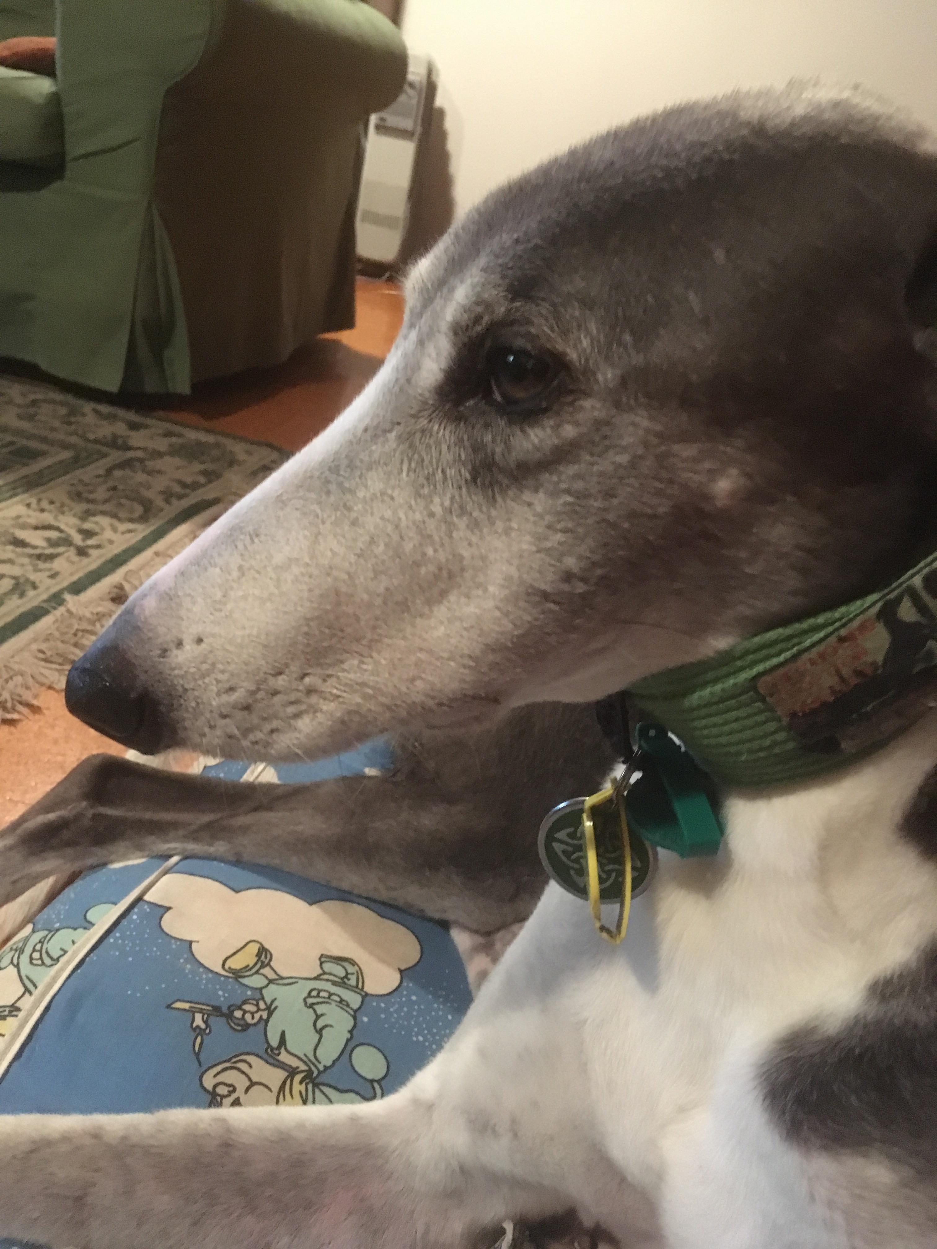 Maxie Had 11 Teeth Taken Out Yesterday And As A Result He Is Sad