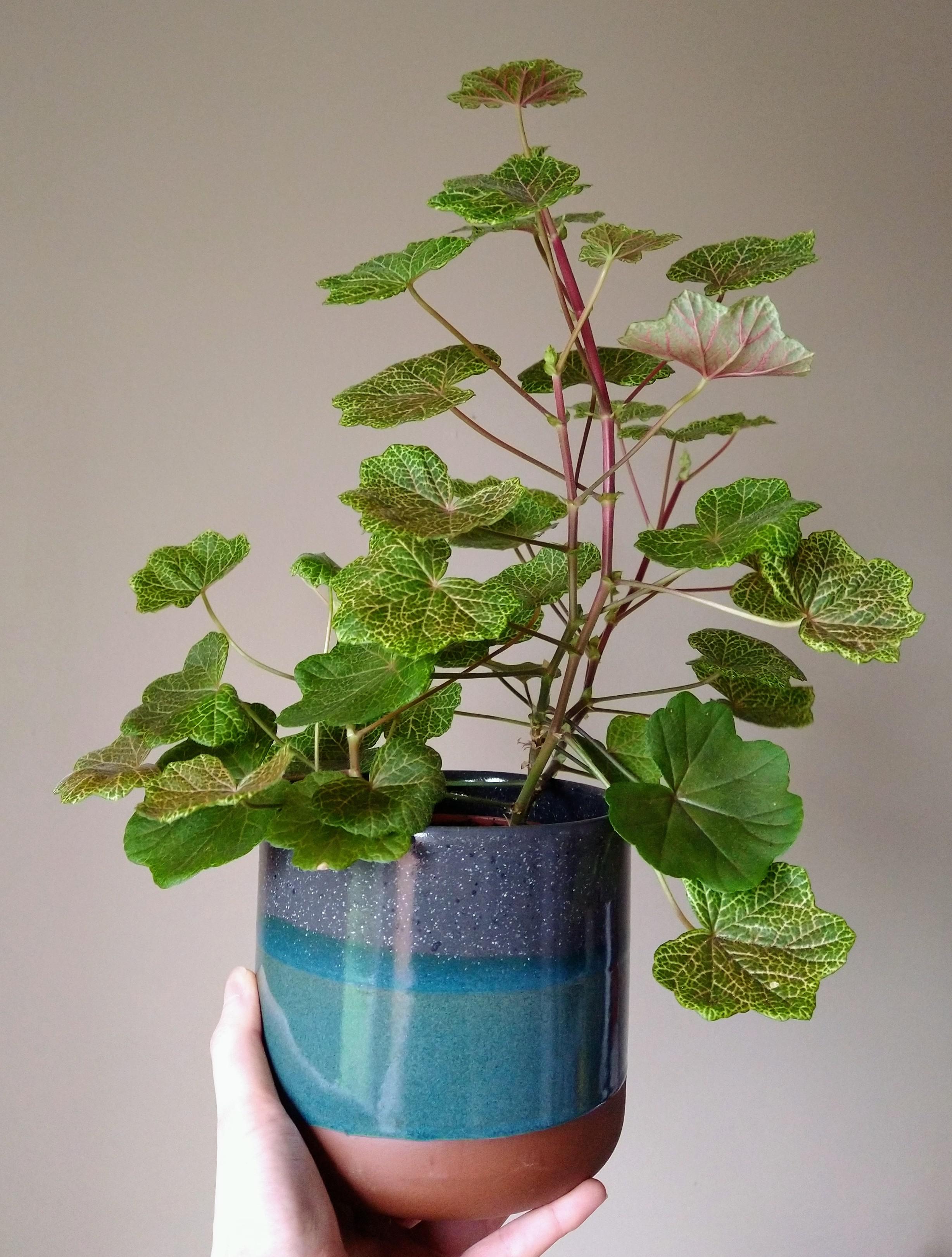 Love finding new planters during a Sainsbury's shop! 😍 r/HouseplantsUK