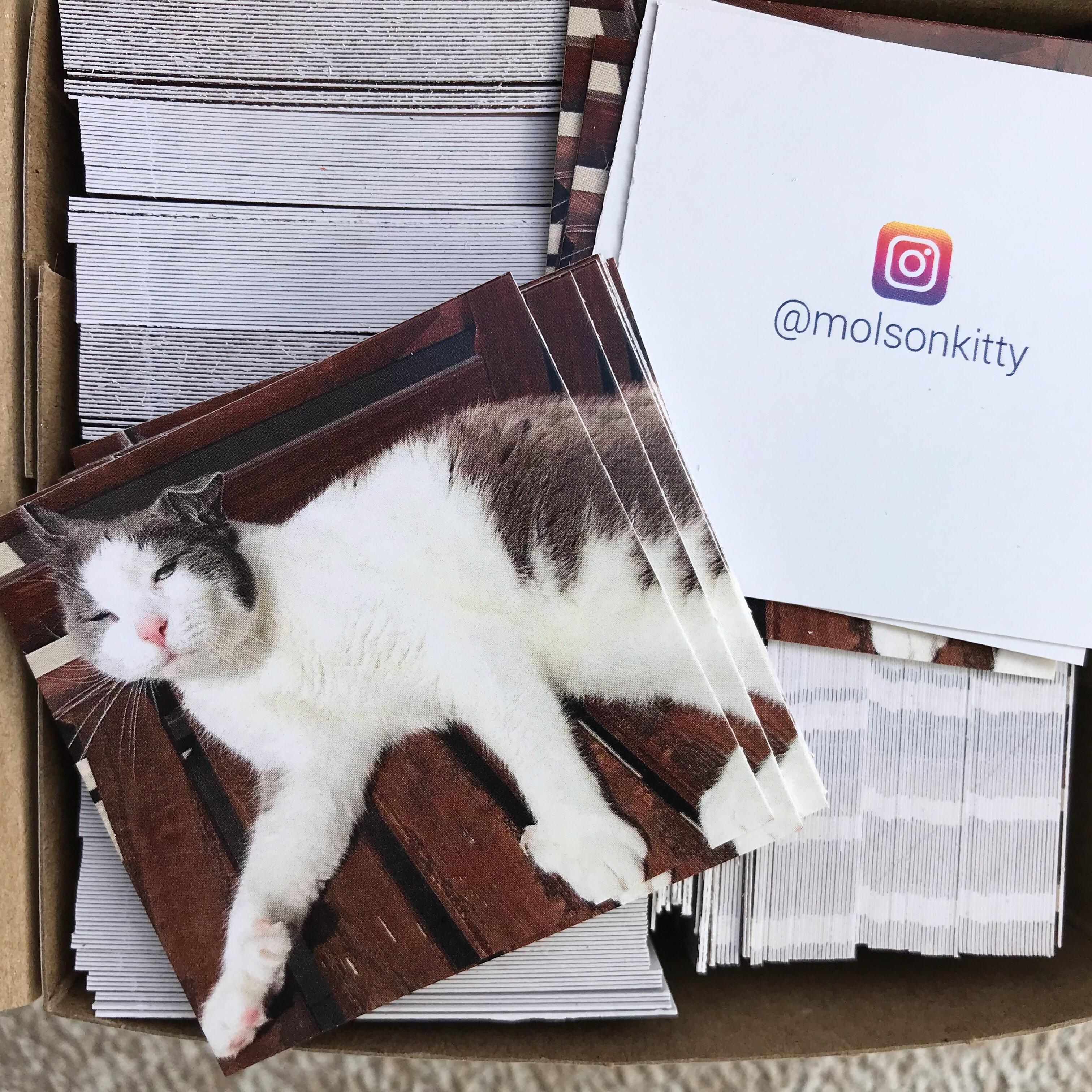 I made business cards for my cat. For his important cat business. r