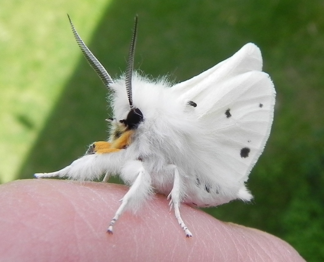 🔥 Venezuelan Poodle Moth 🔥 r/NatureIsFuckingLit