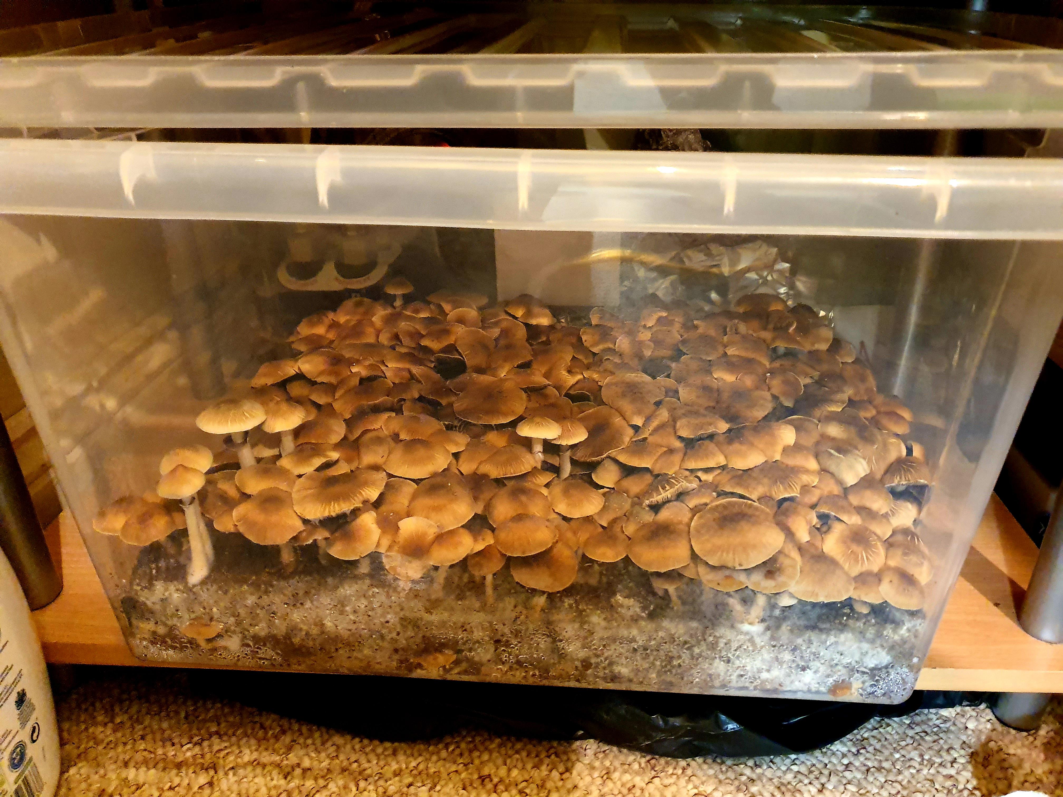 First grow, first flush of the Gt tub 35l. Very happy with the result