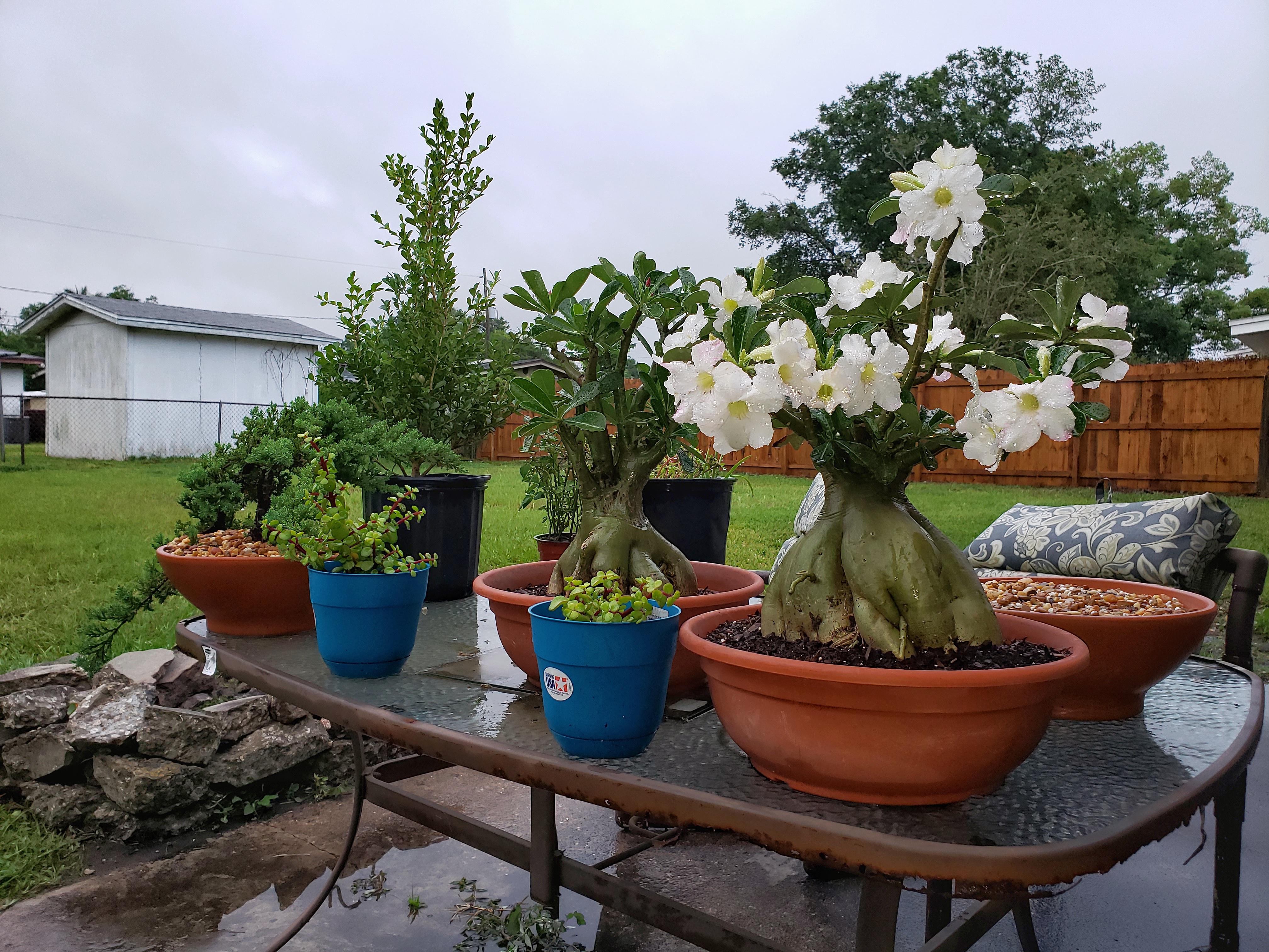 Desert rose in bloom r/Bonsai