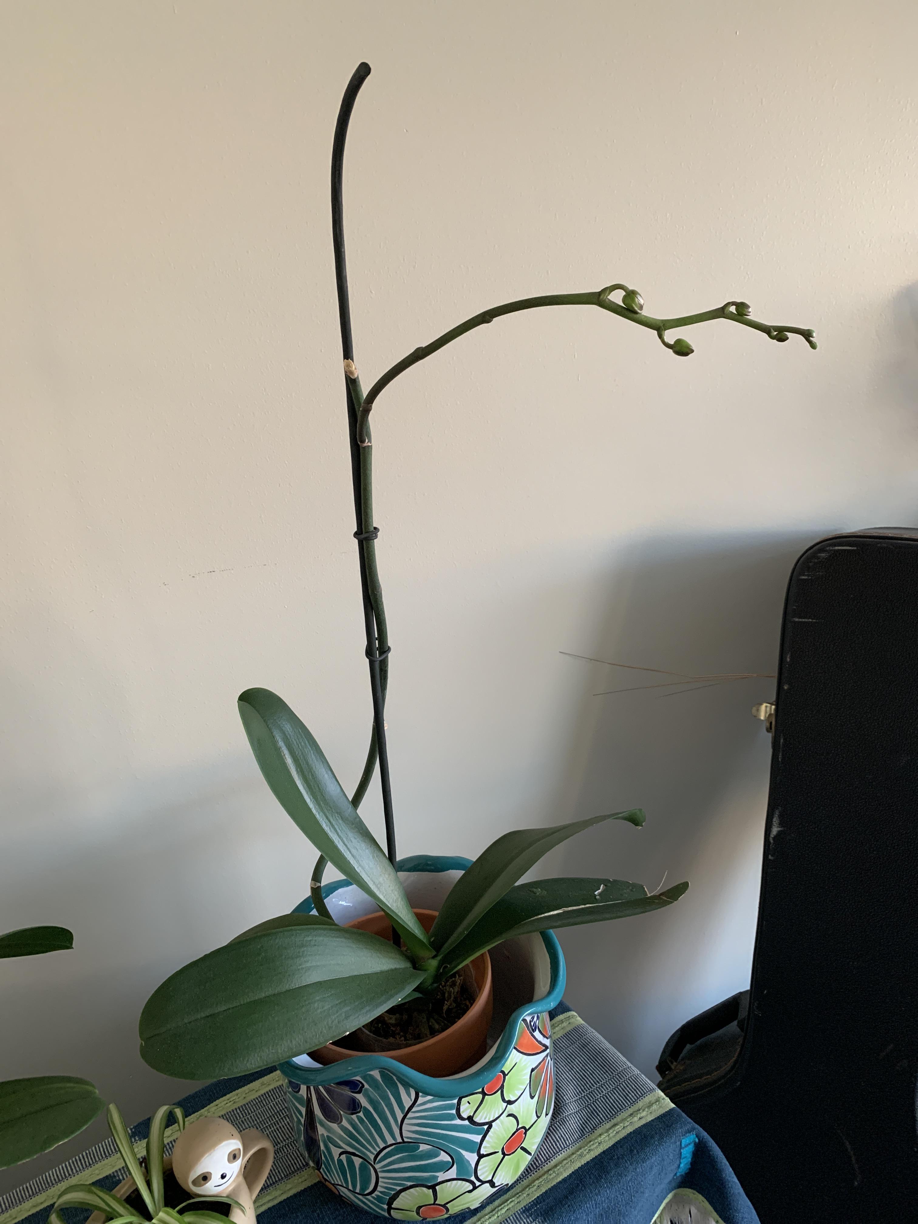 SO EXCITED for this to rebloom! You can see from the stake where the