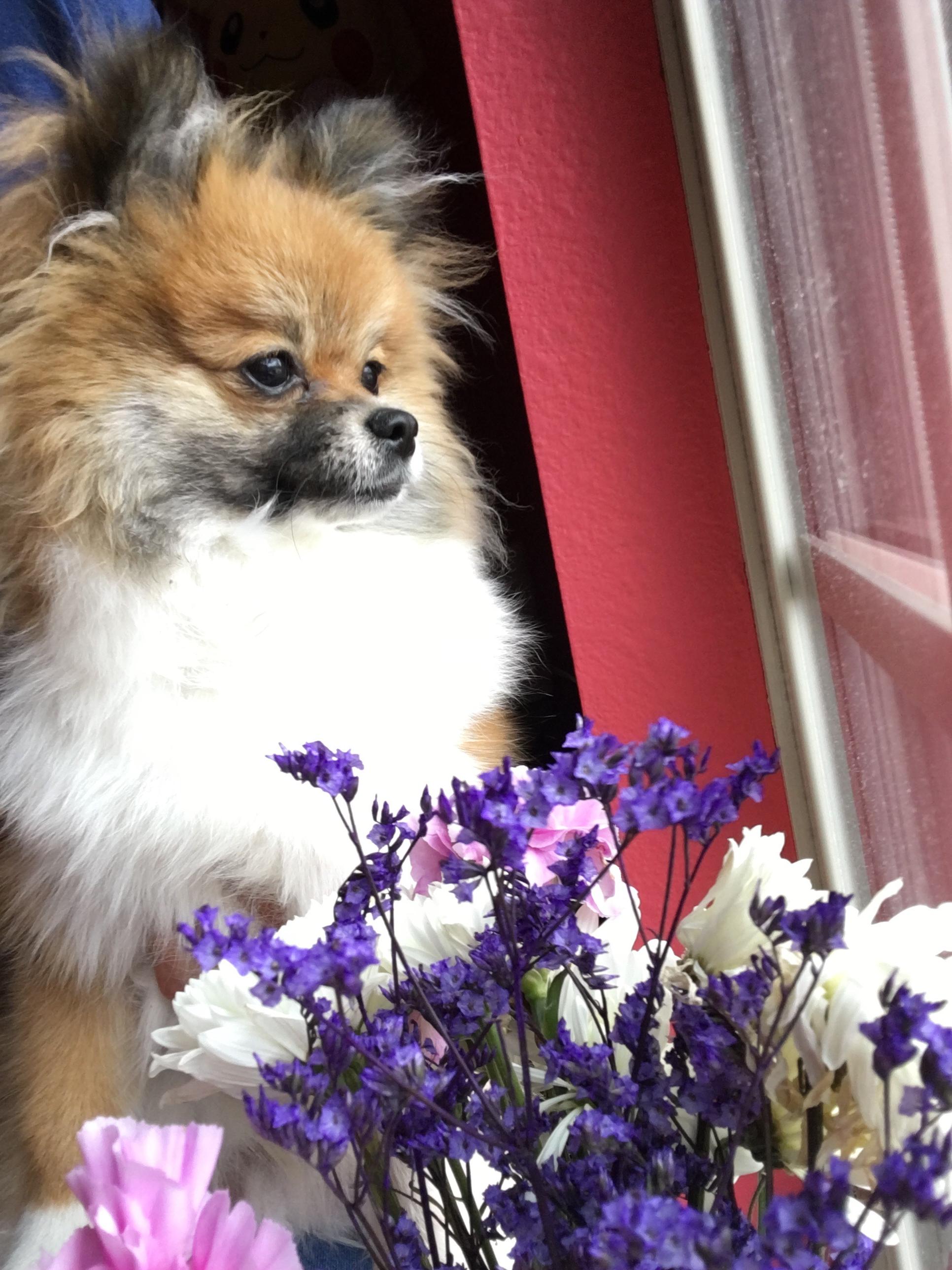 Ripley contemplating life. Pomeranians