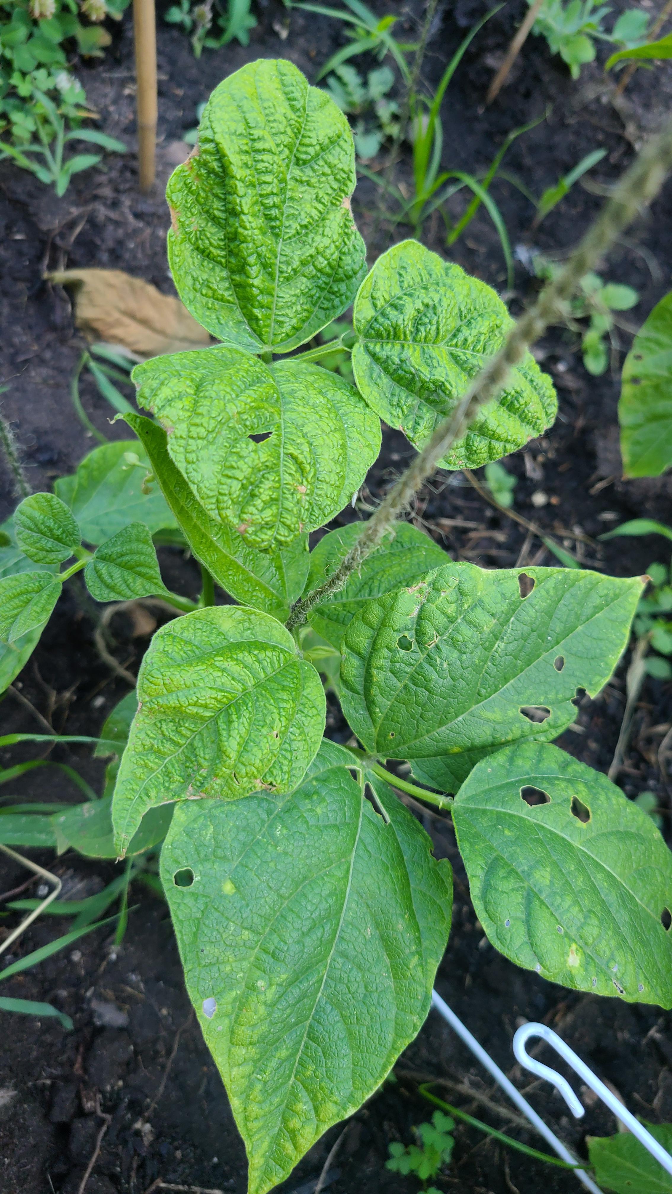 Besides the obvious bug holes, does anyone know why my green bean plant