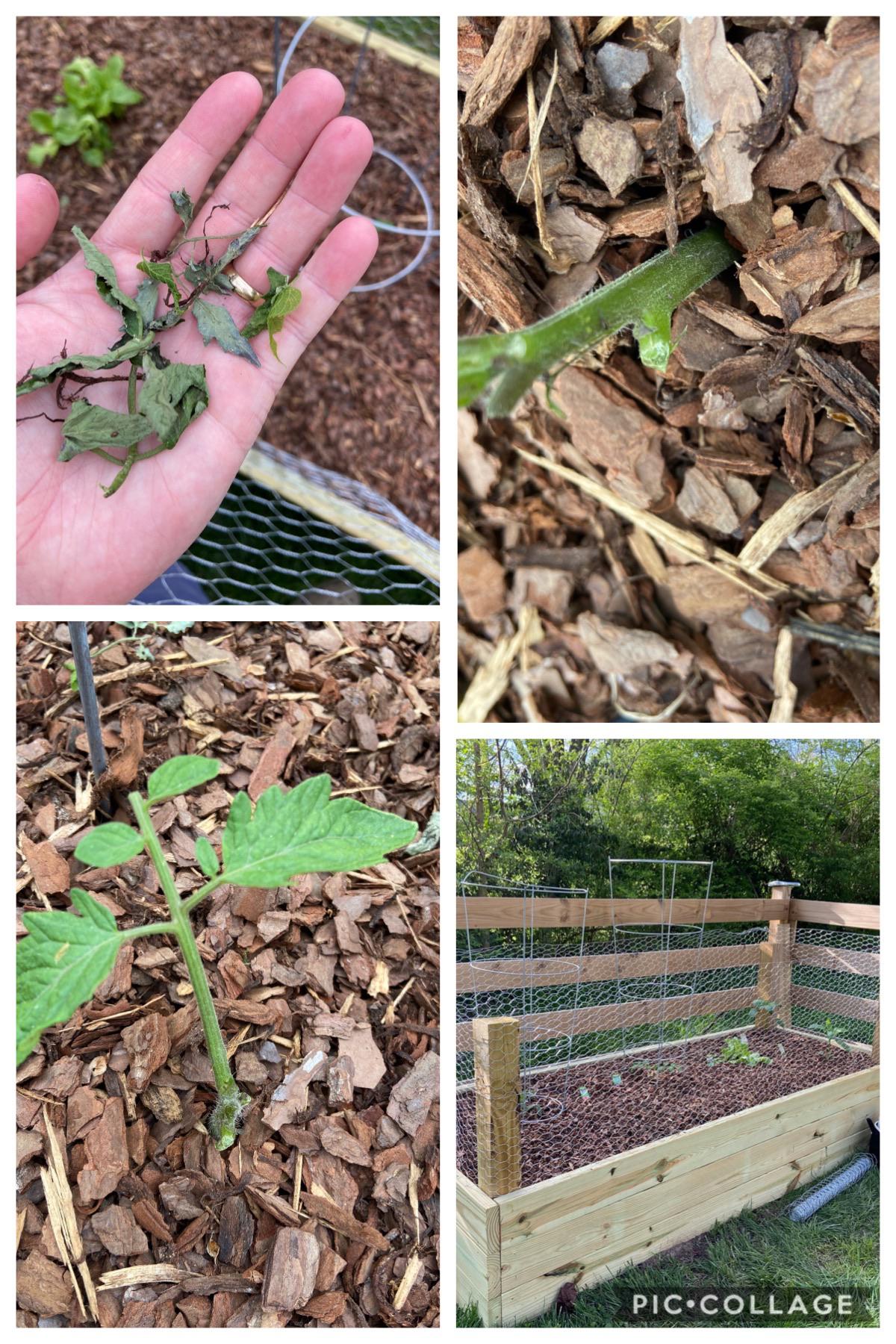 What's eating my friend's tomato plant leaves? Seems to be chewing