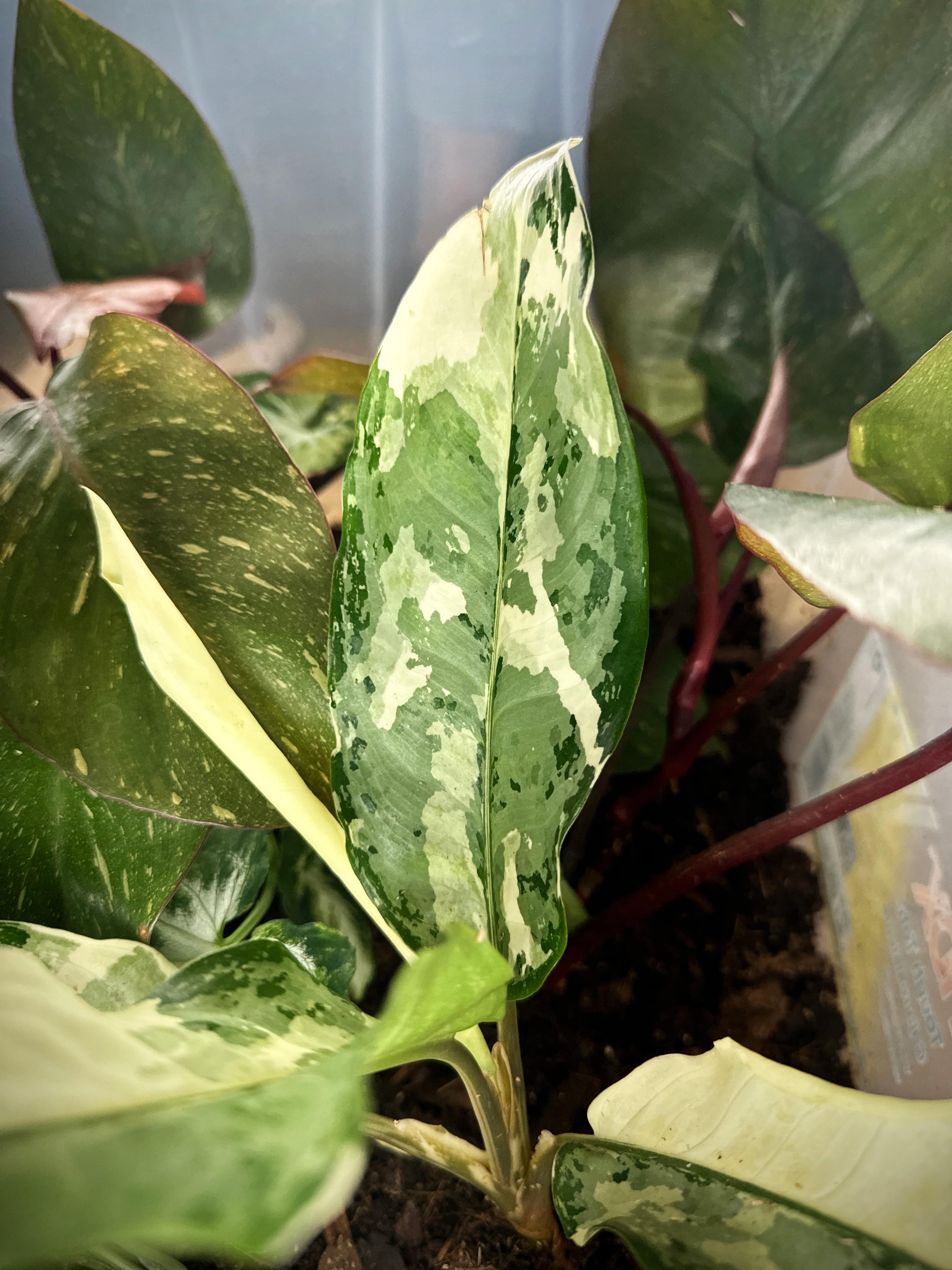 Aglaonema Manila’s Pride  ‍  r/plants