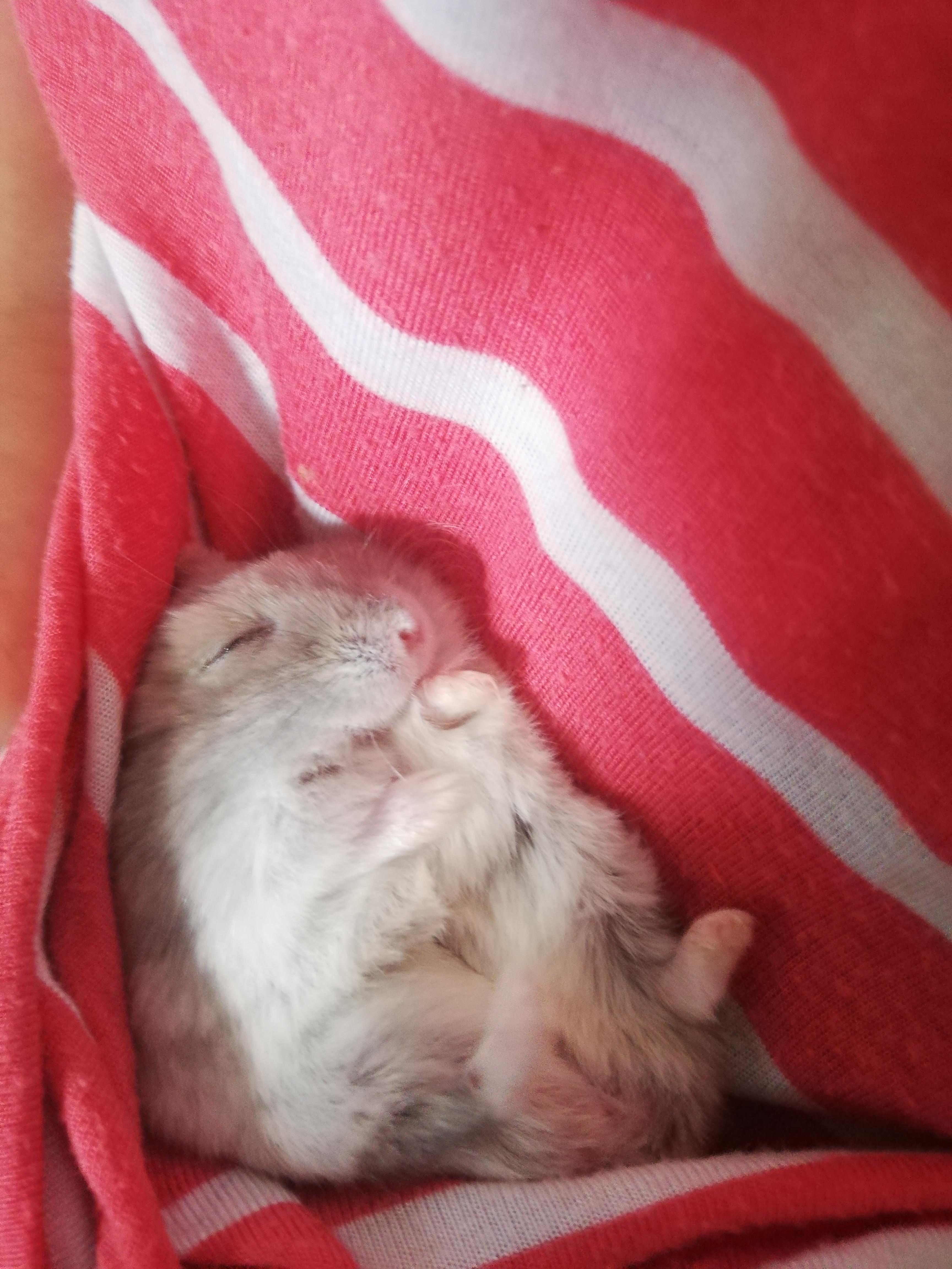 Usual quarantine day 💤 r/hamsters