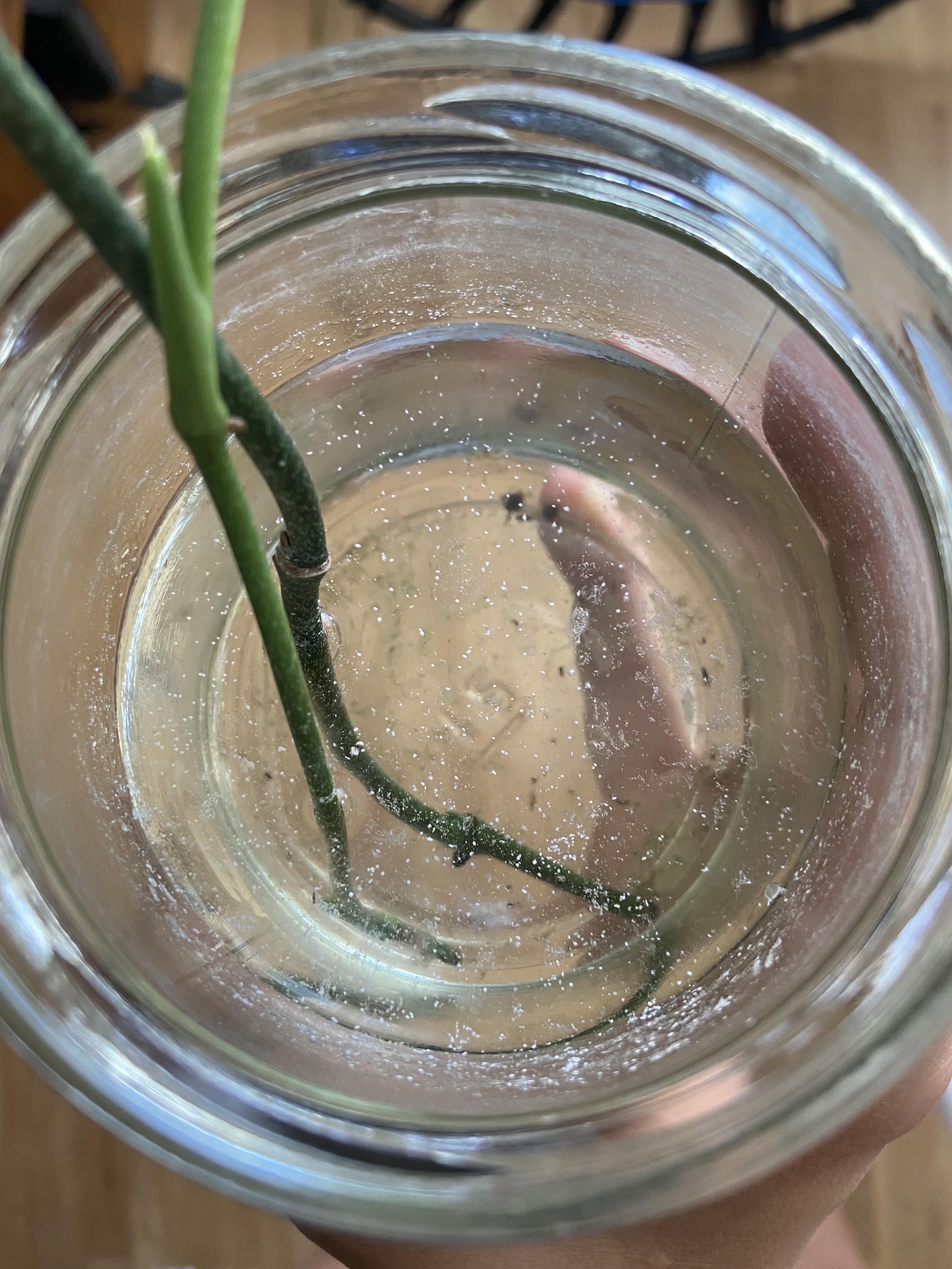 IDing white stuff growing in multiple water propagation jars? r