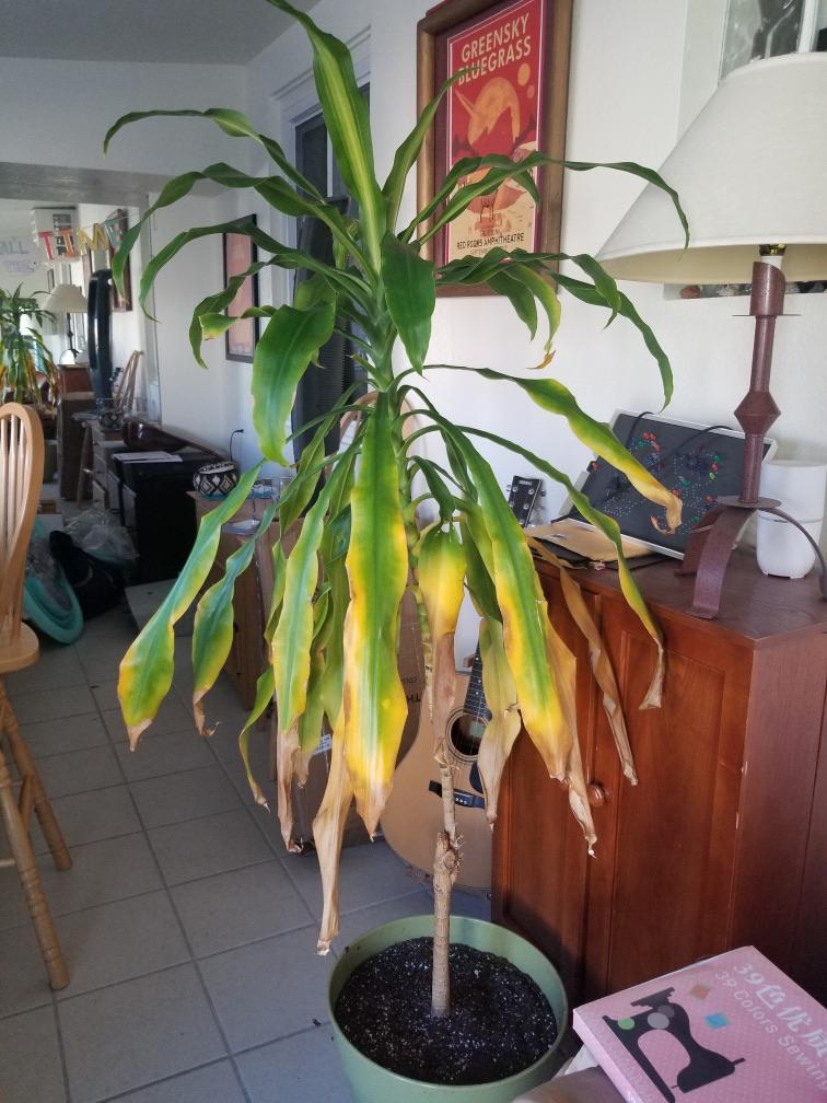A friends corn plant is dying. Looks like overwatering you to me. Is