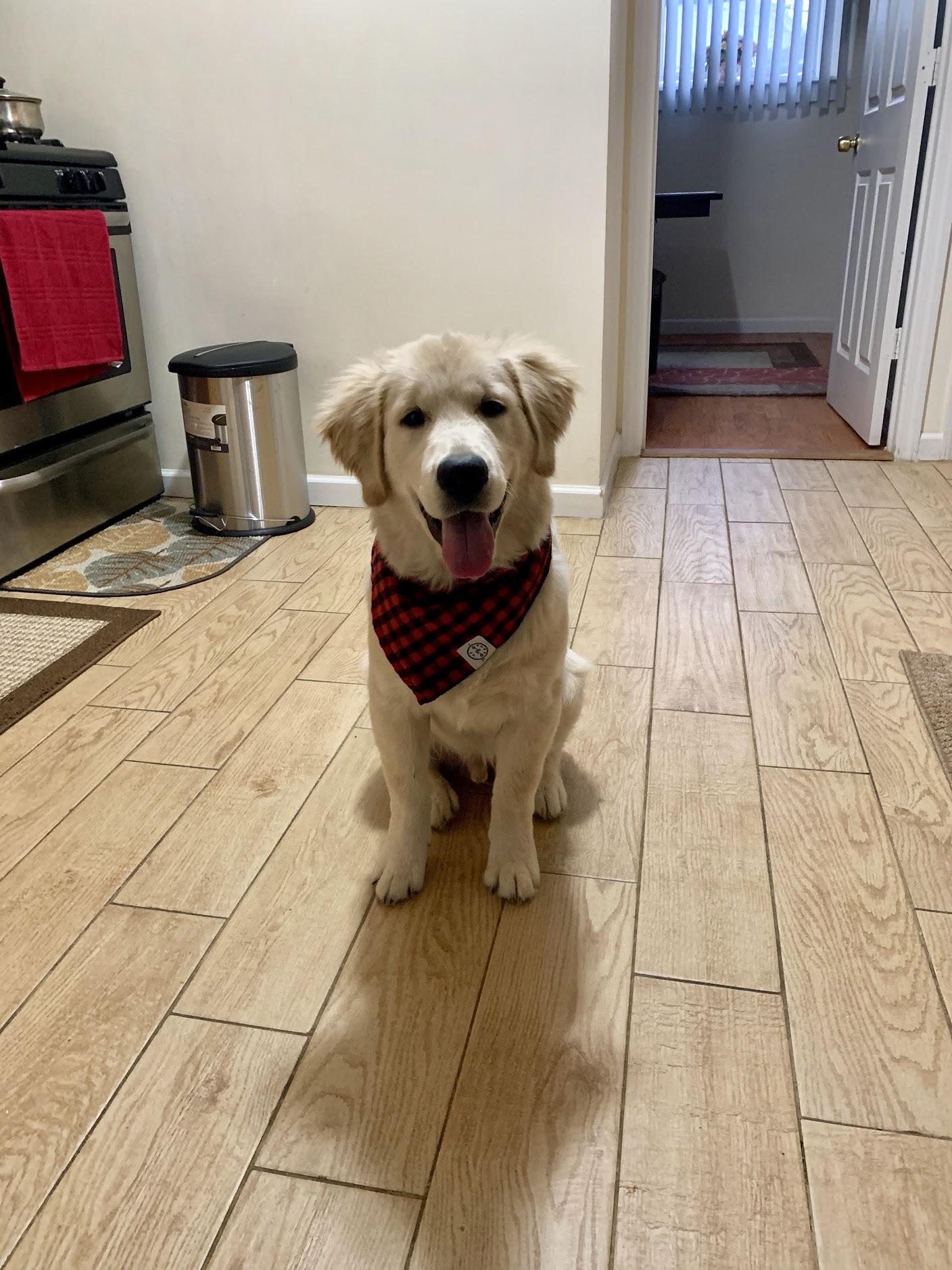 My six month old golden retriever. r/goldenretrievers