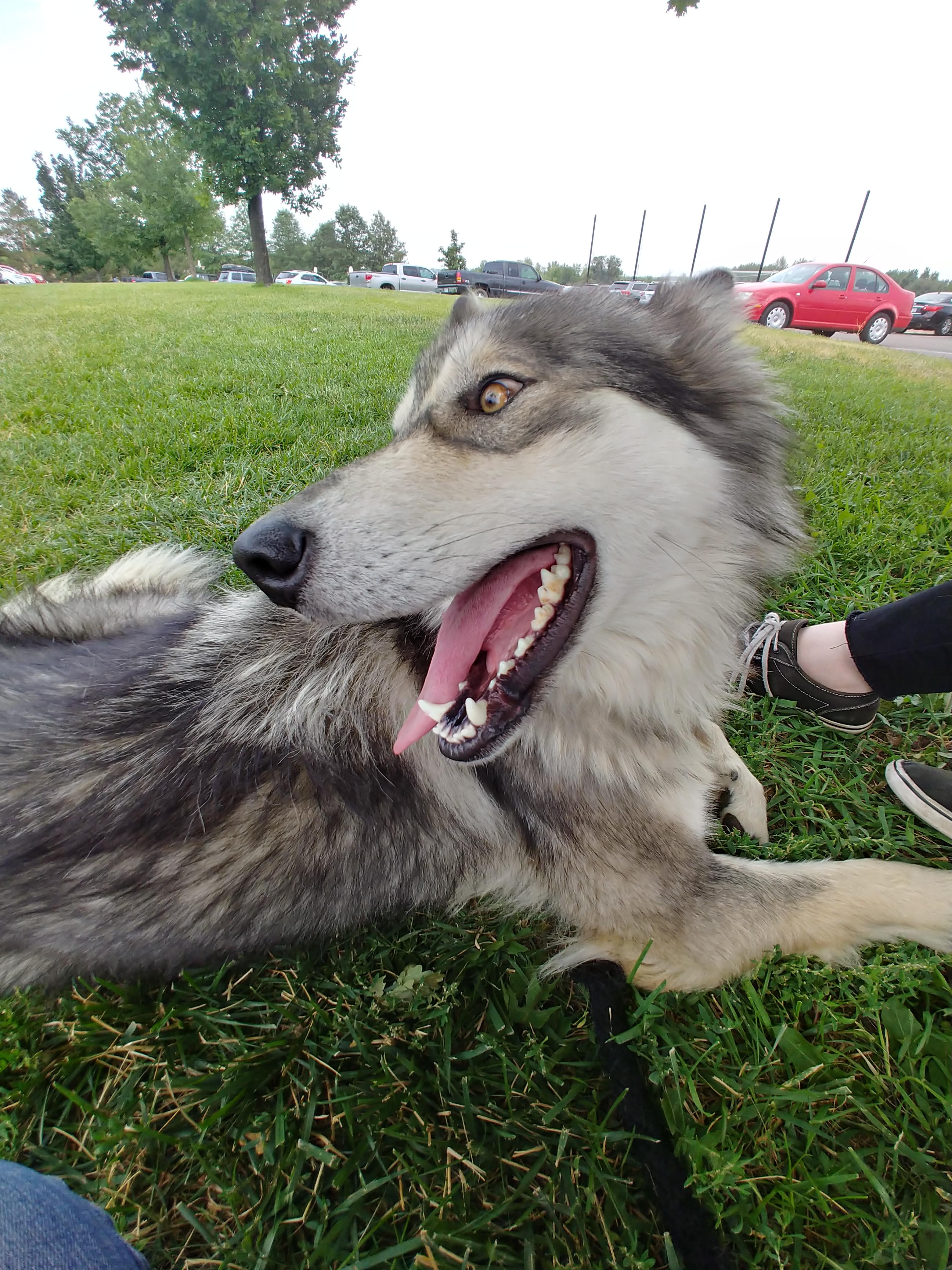 This is Delilah. She's not 100 Alaskan Malamute. She's 20 wolf. r/AlaskanMalamute