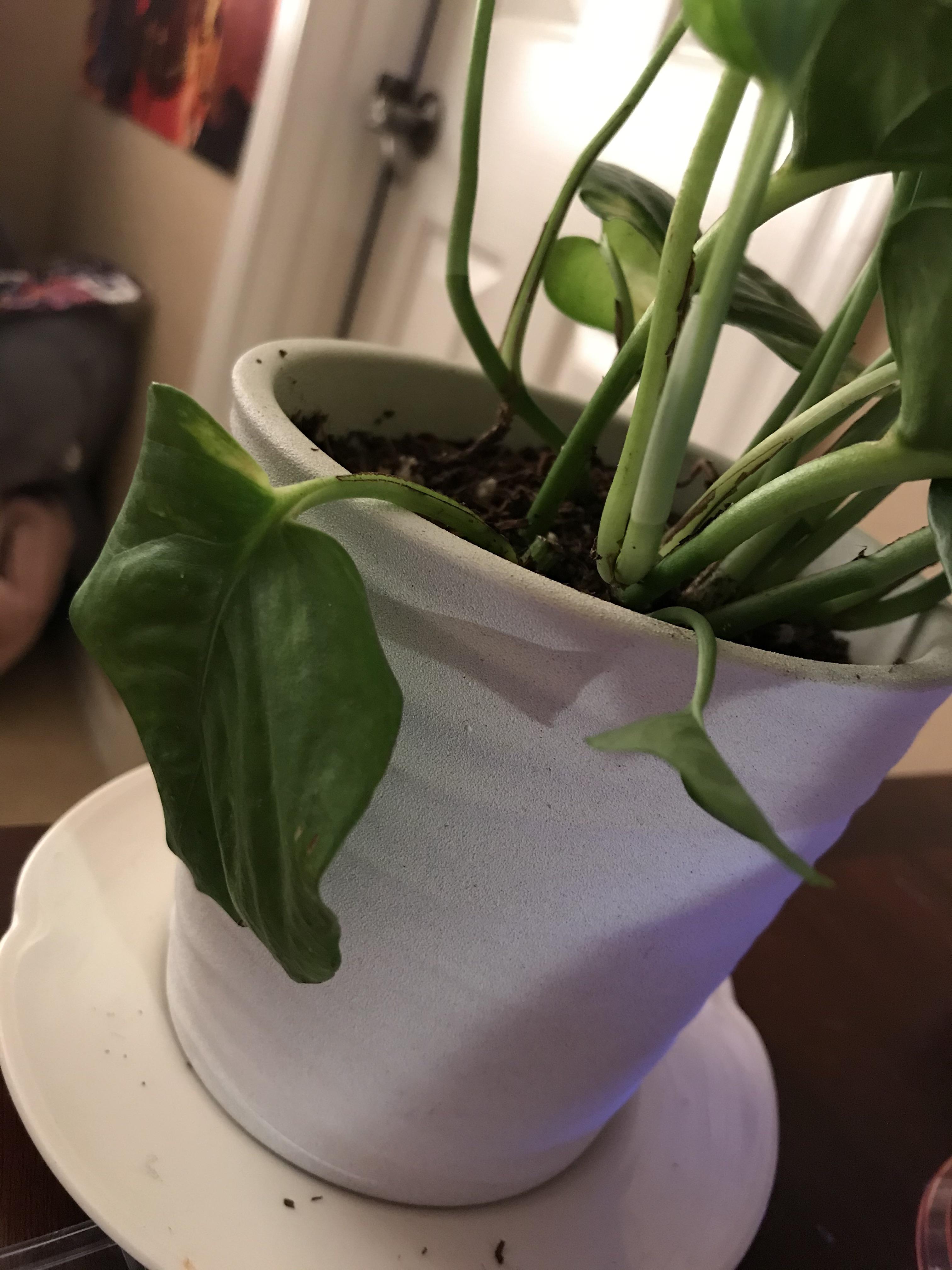 Pothos cutting wilting? r/plantclinic