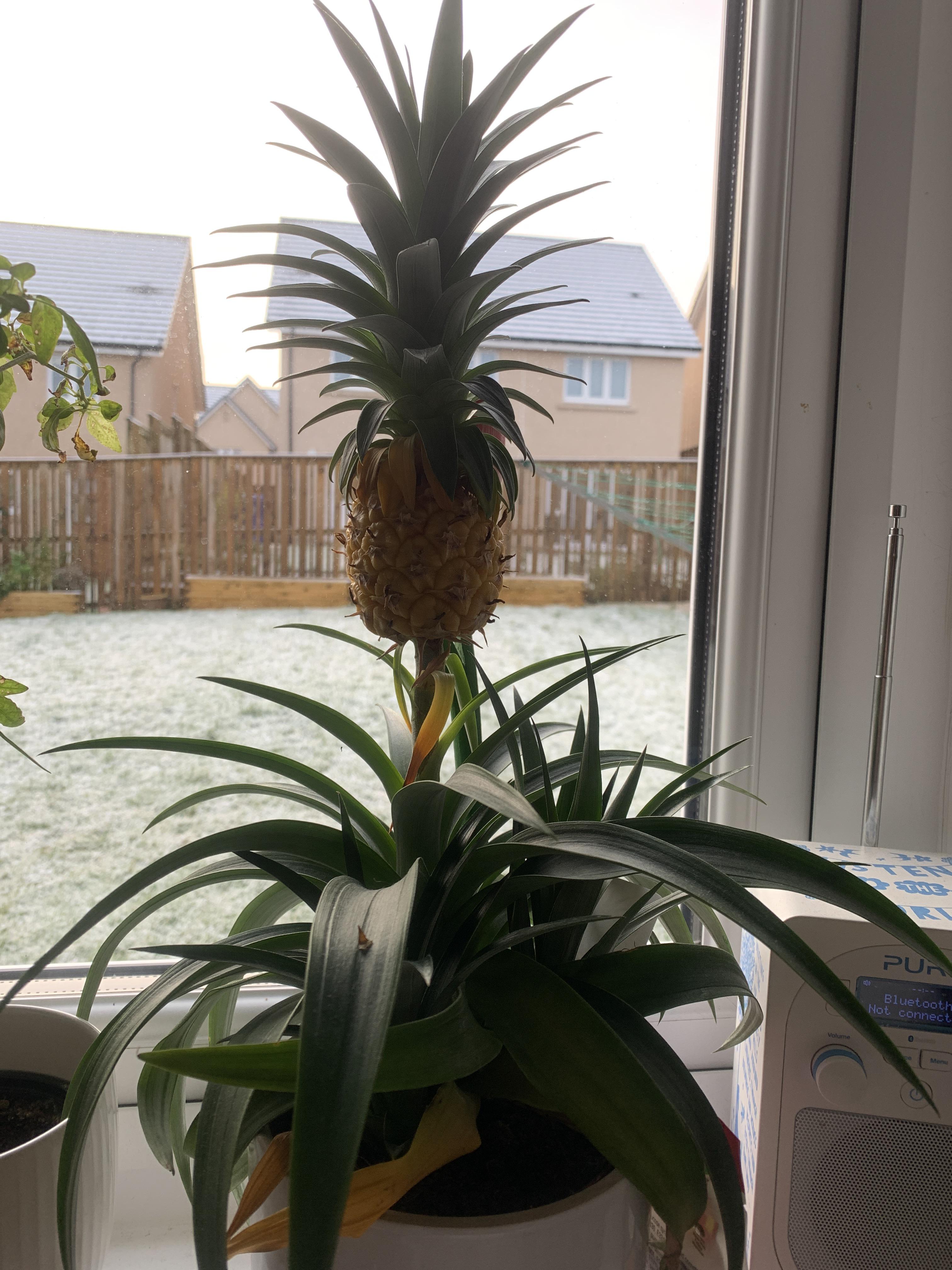 Leaves of pineapple plant turning yellow any advice on how to help