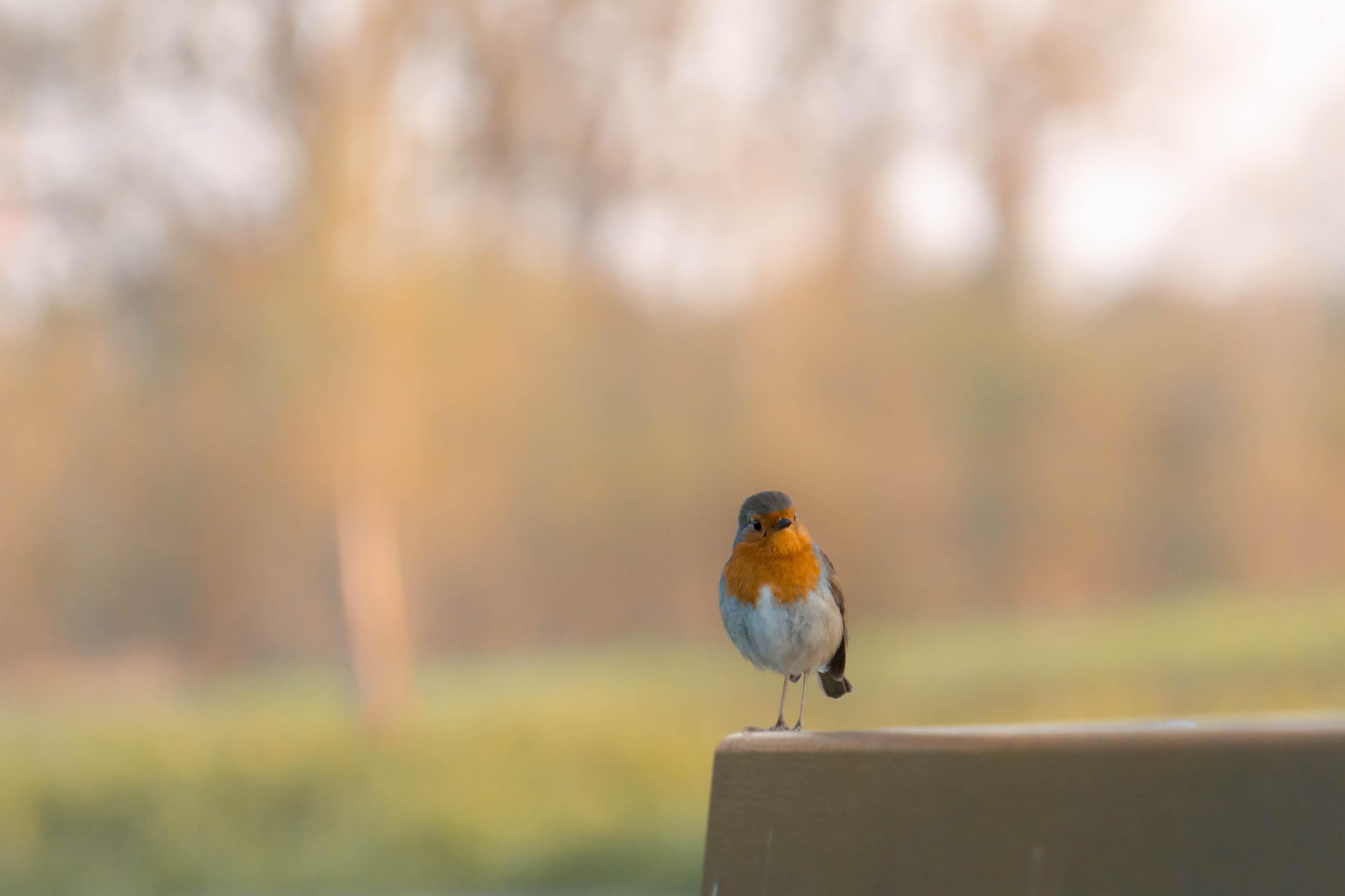 Bird Photography with A6000 55210mm (First steps on secondhand budget