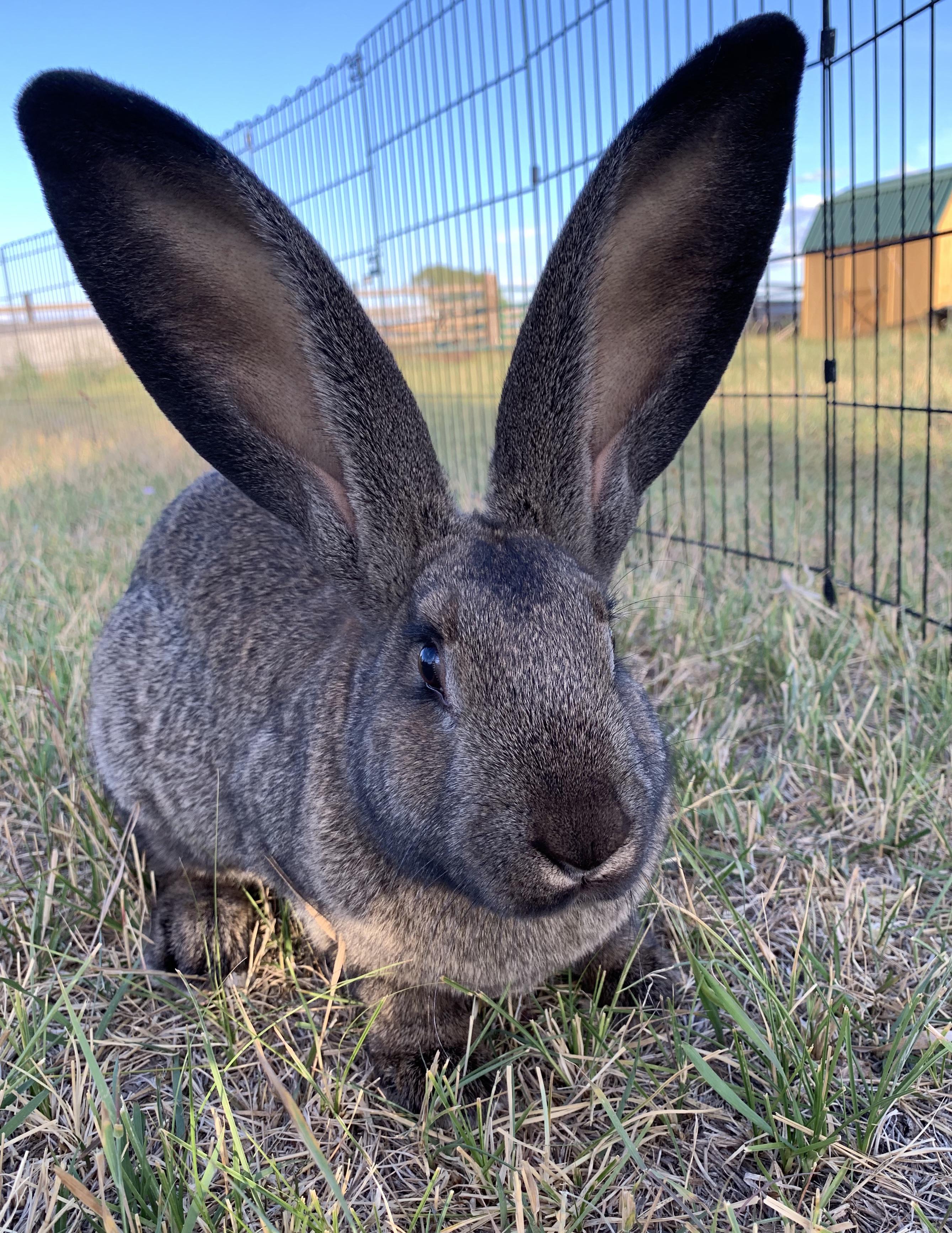 Our new Continental Giant, Reddit say hello to Norman and his ears