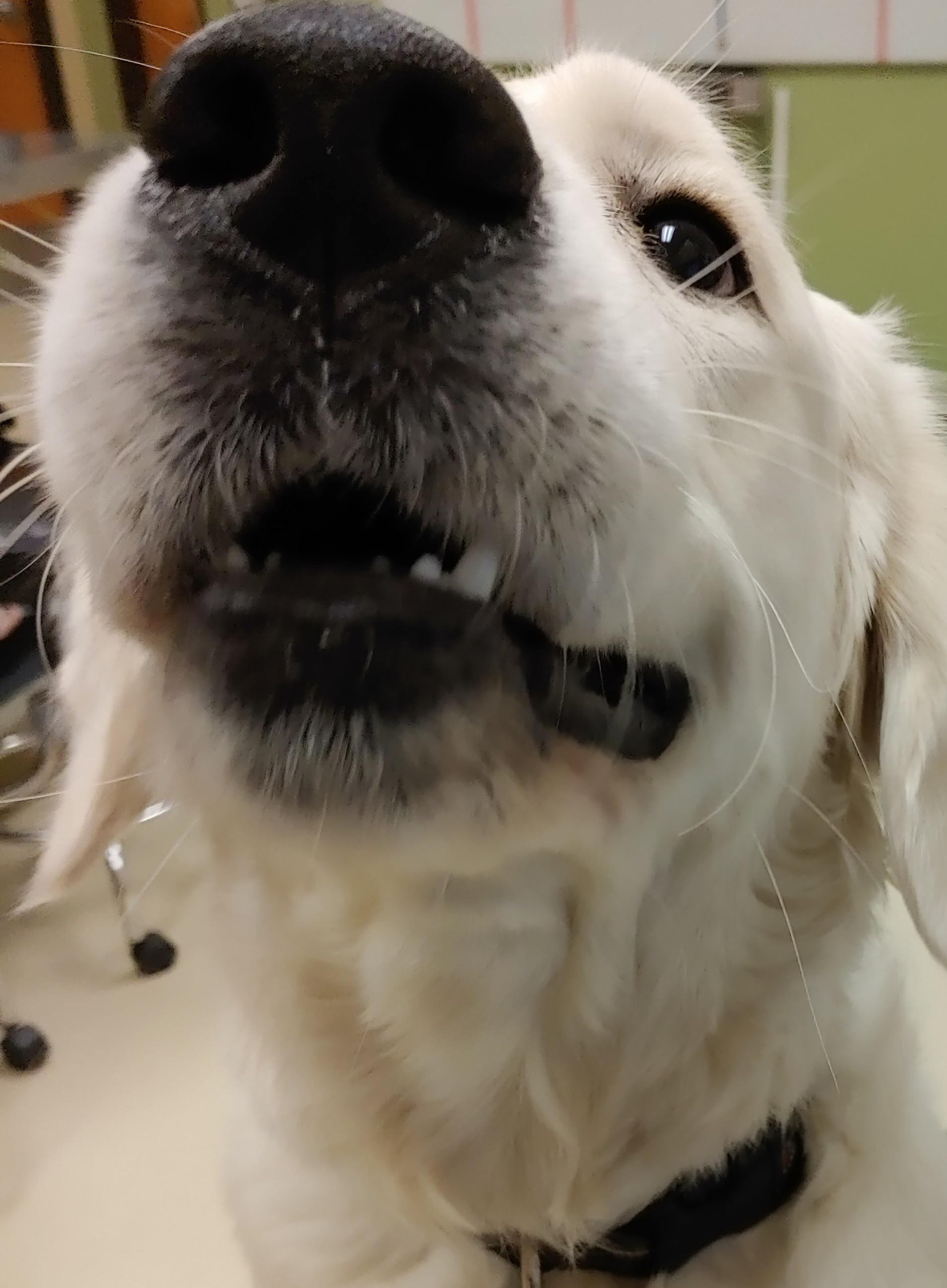 Toofers from a furry friend at my Pet Resort