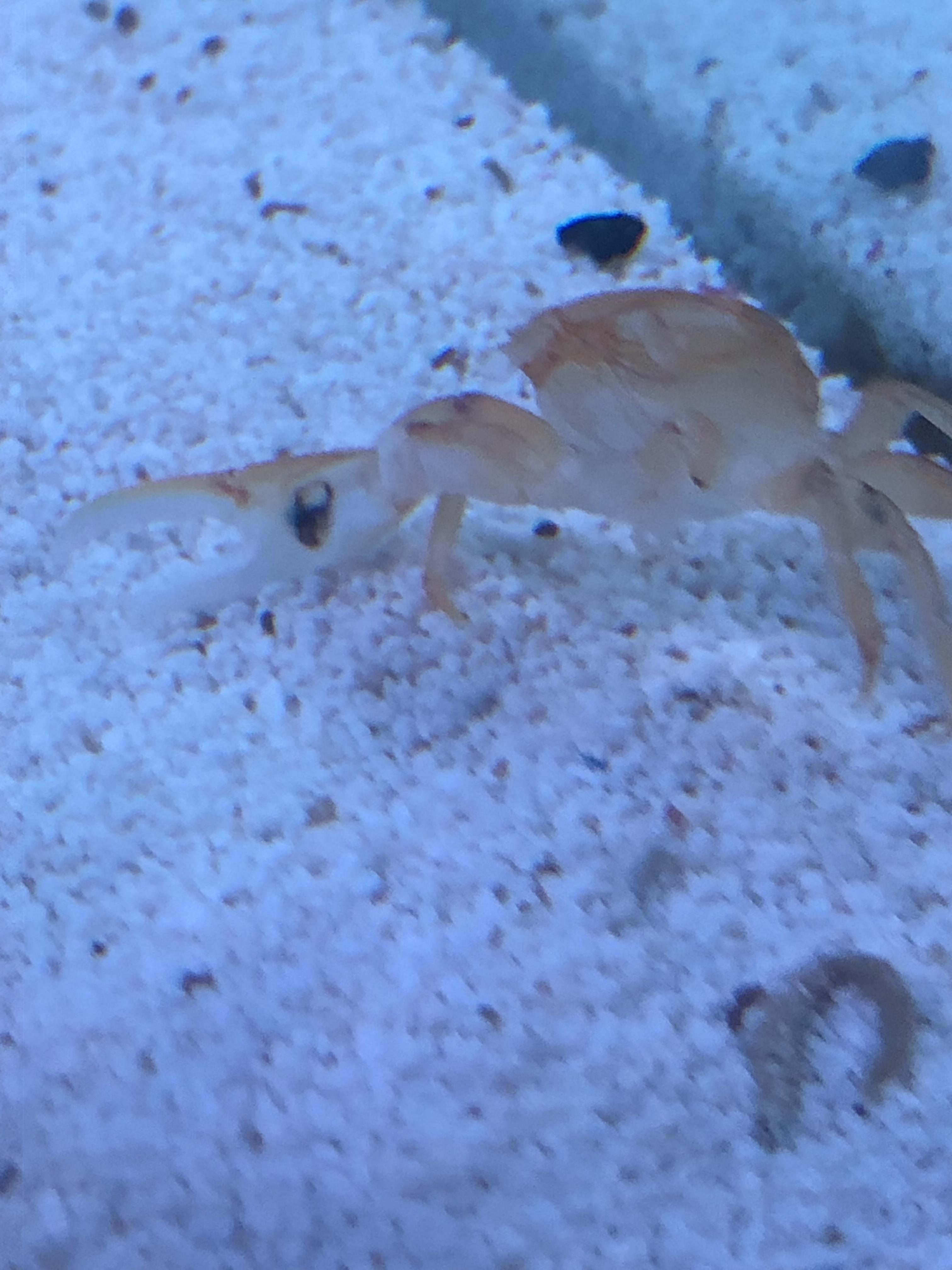 My Fiddler Crabs first Molt I’m So proud of my boy r/Aquariums