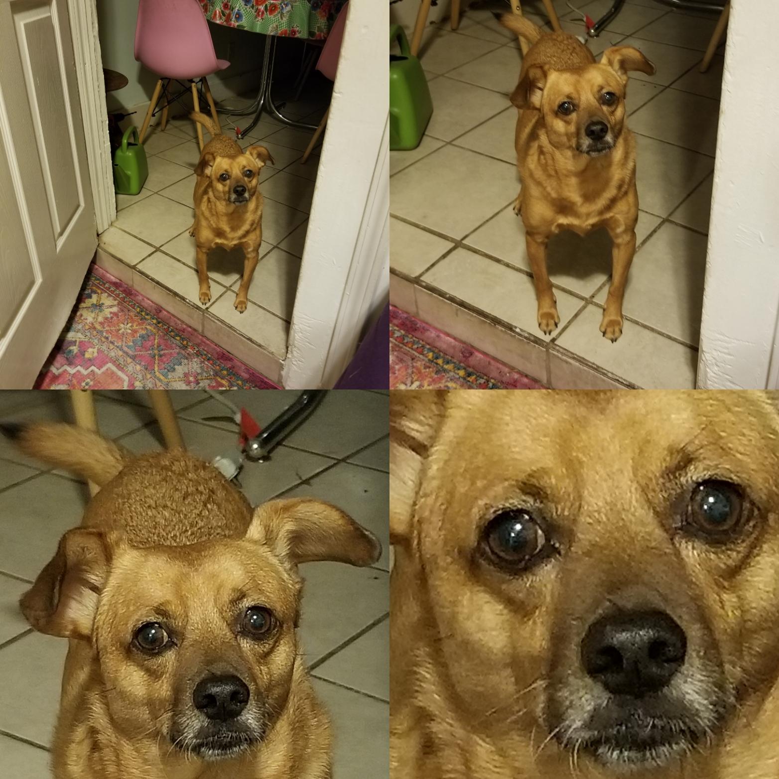 My roommates dog just stares at me like this. For so long. I think he