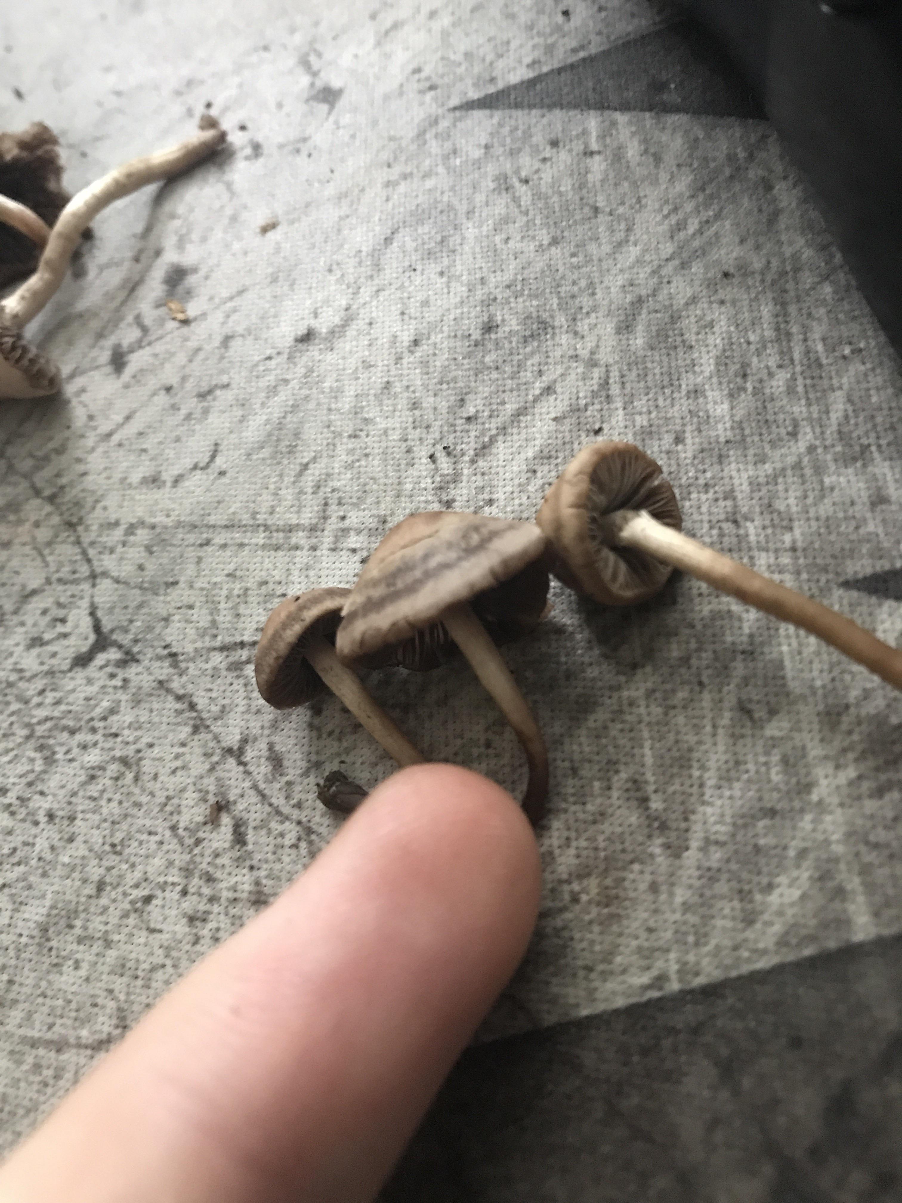 Help me identify these mushrooms found in upstate New York in some