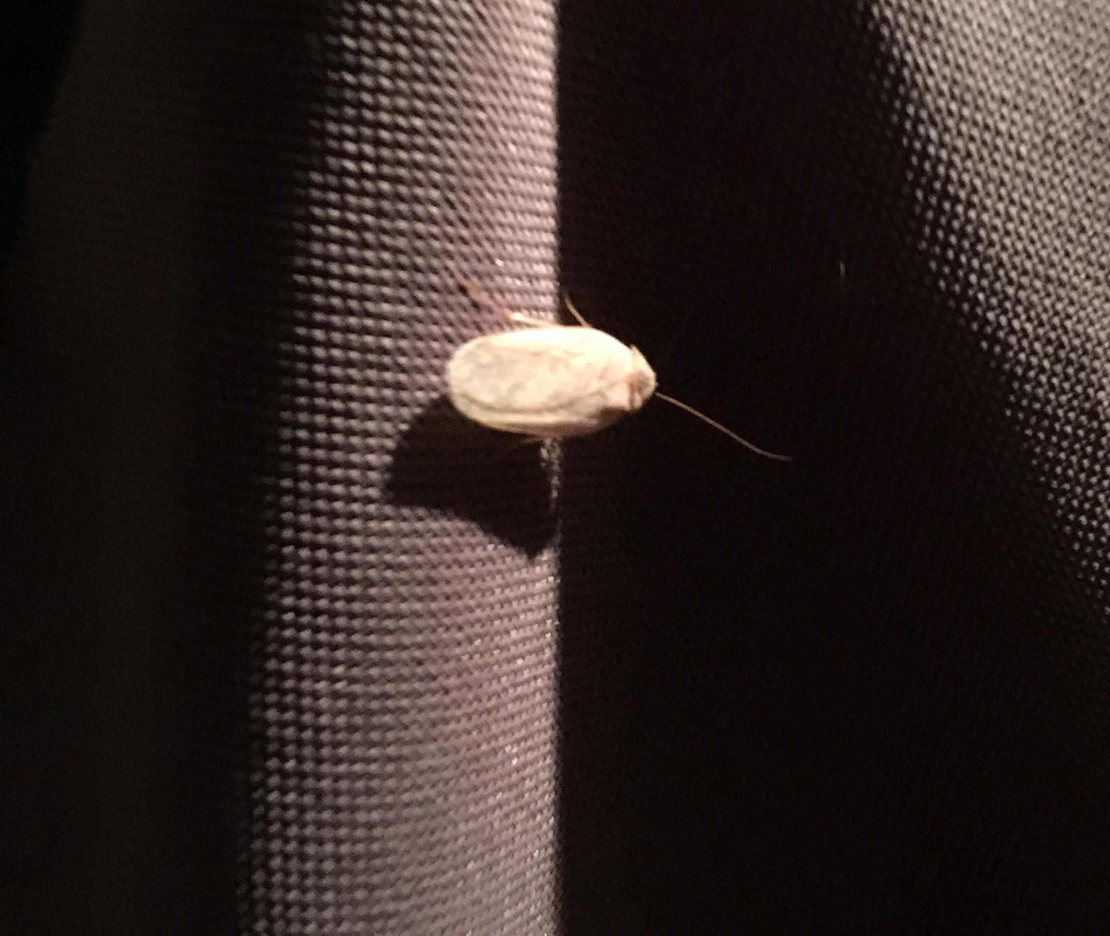 Where I live out west, cockroaches live in the concrete walls of the