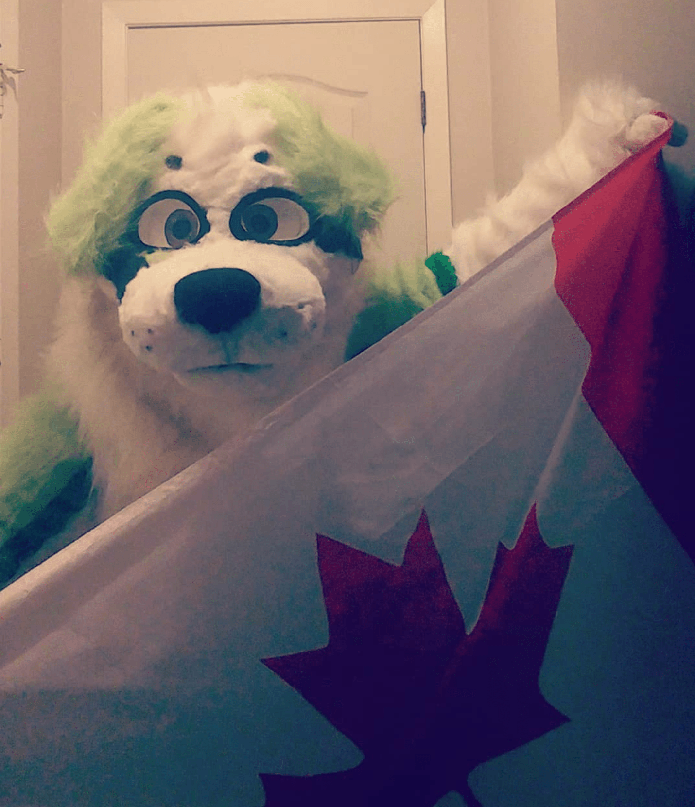 Happy Canada Day!! From this fluffbutt and his friends! suit made by