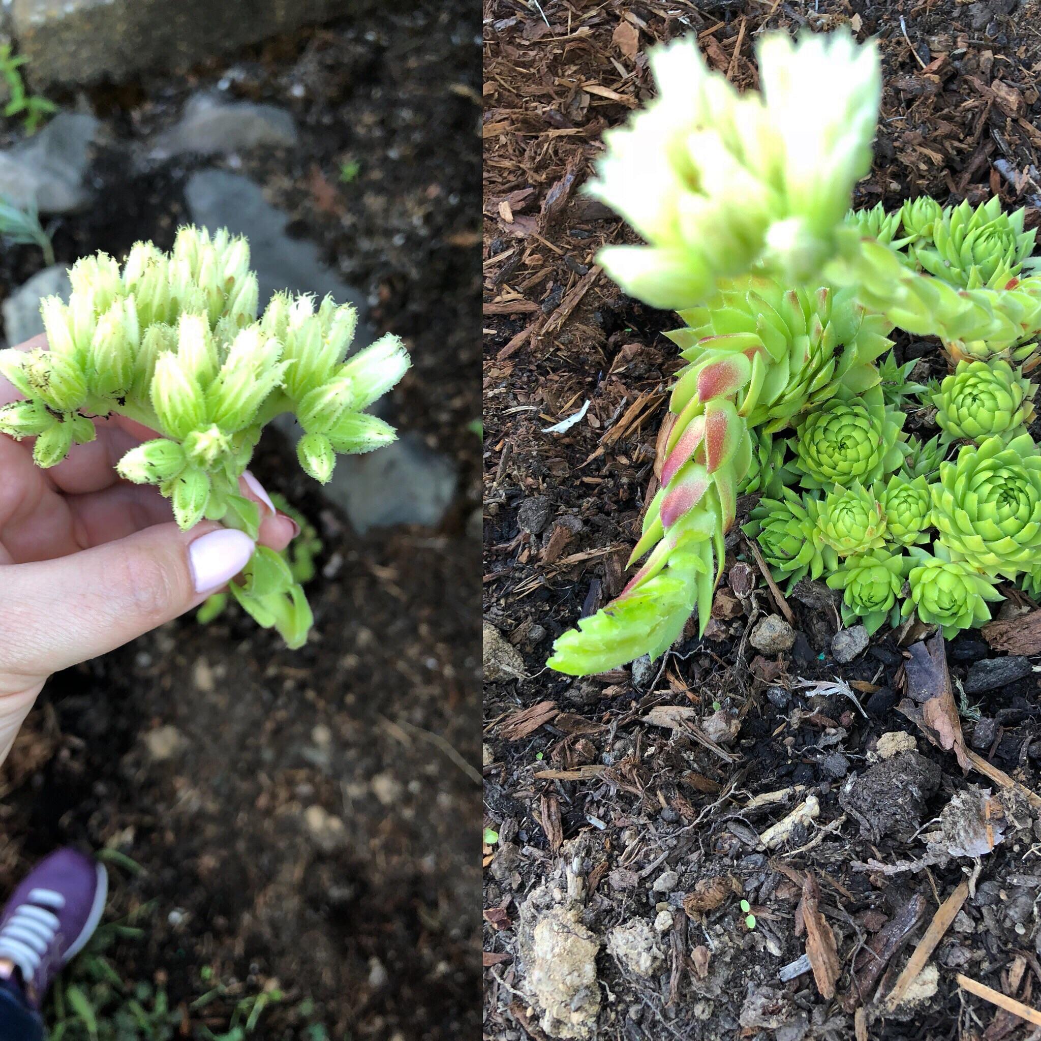 Caught the neighbor’s rabbit eating my 🌱🤬😭😭😭 r/succulents