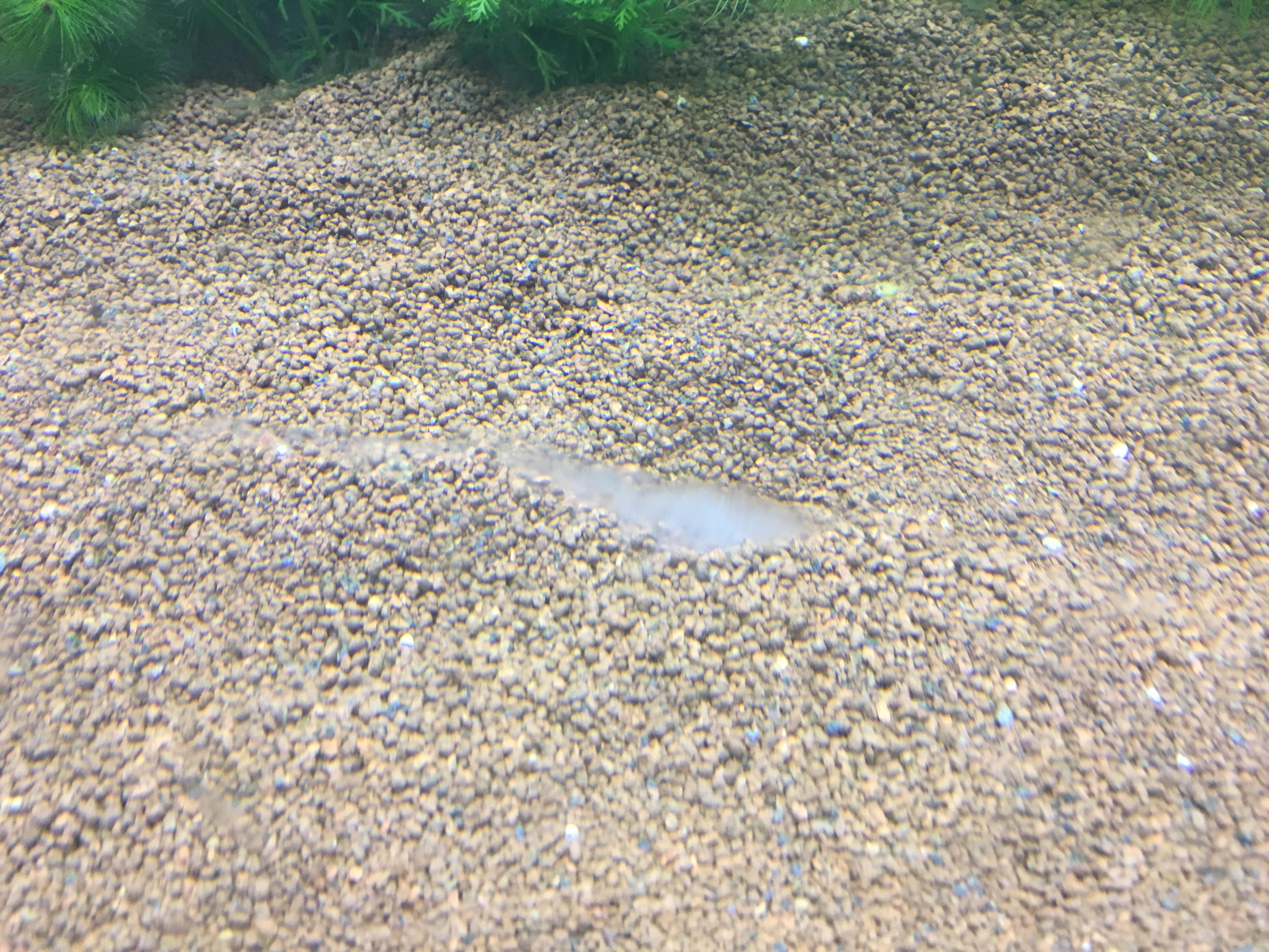 White mold in the aquarium r/Aquariums