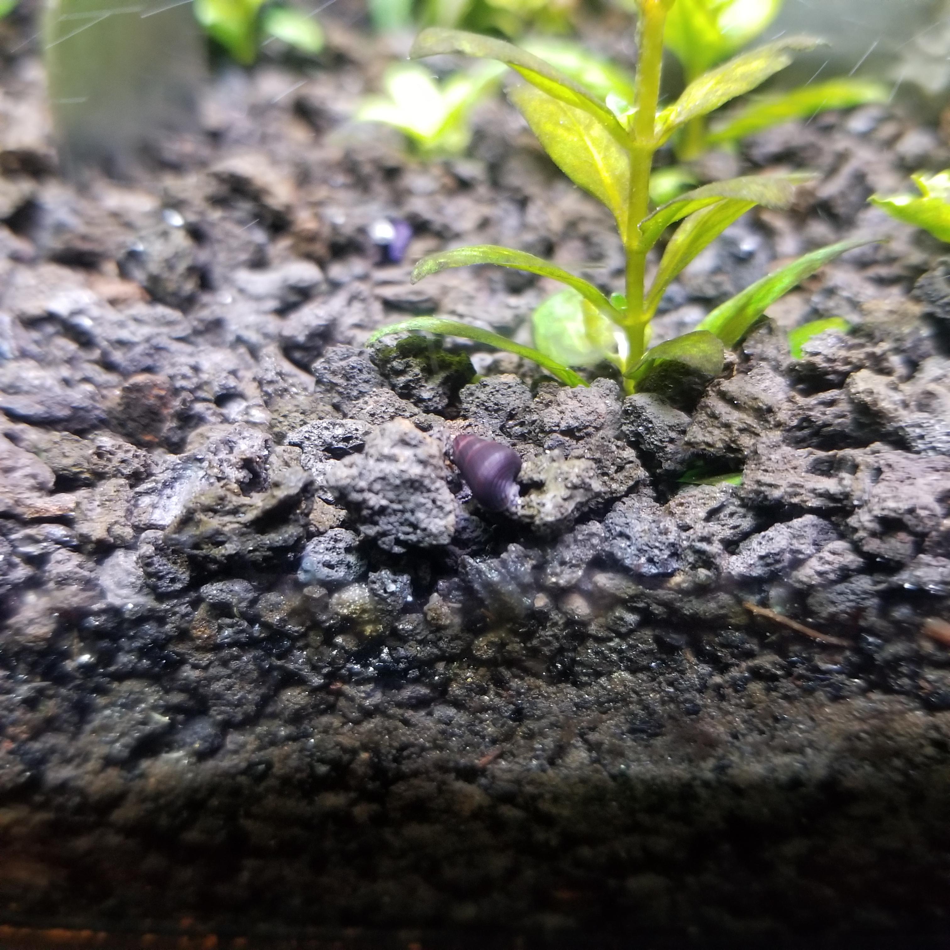 Baby rabbit snail! r/aquarium