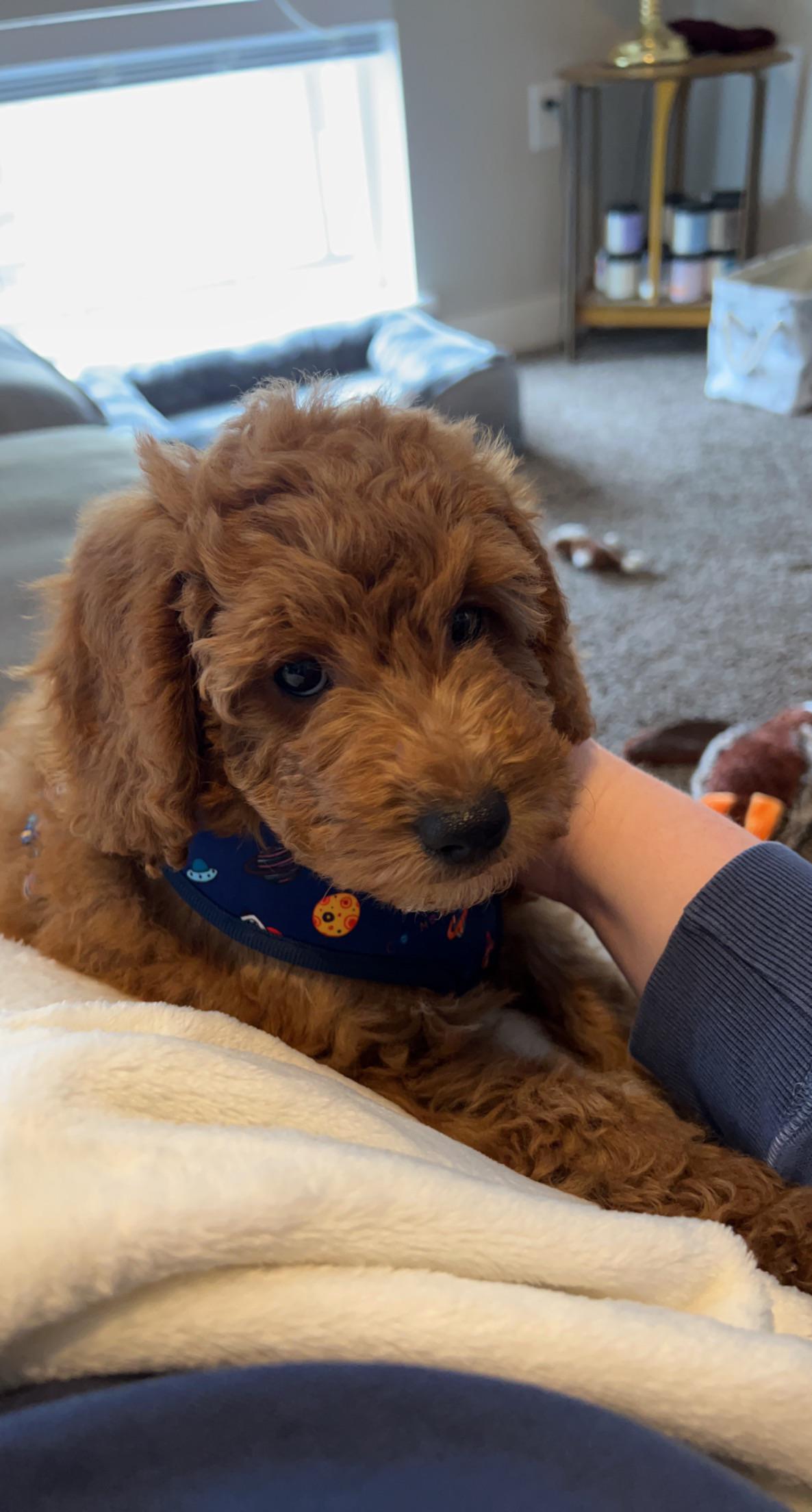 Does anyone know of any goldendoodle puppy subreddits to help me as a