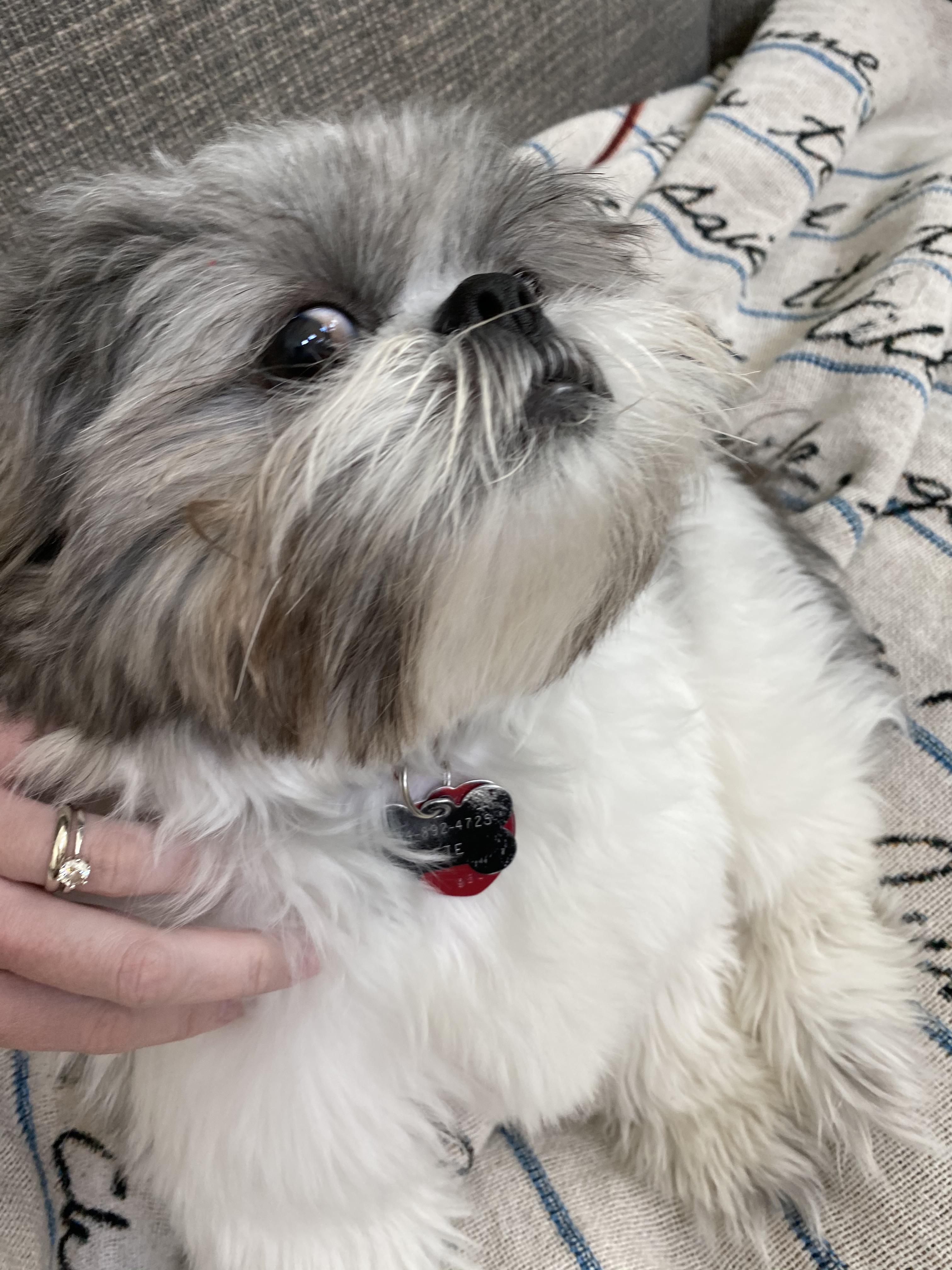 Shih Tzu Underbite Reddit Shih Tzu Dog