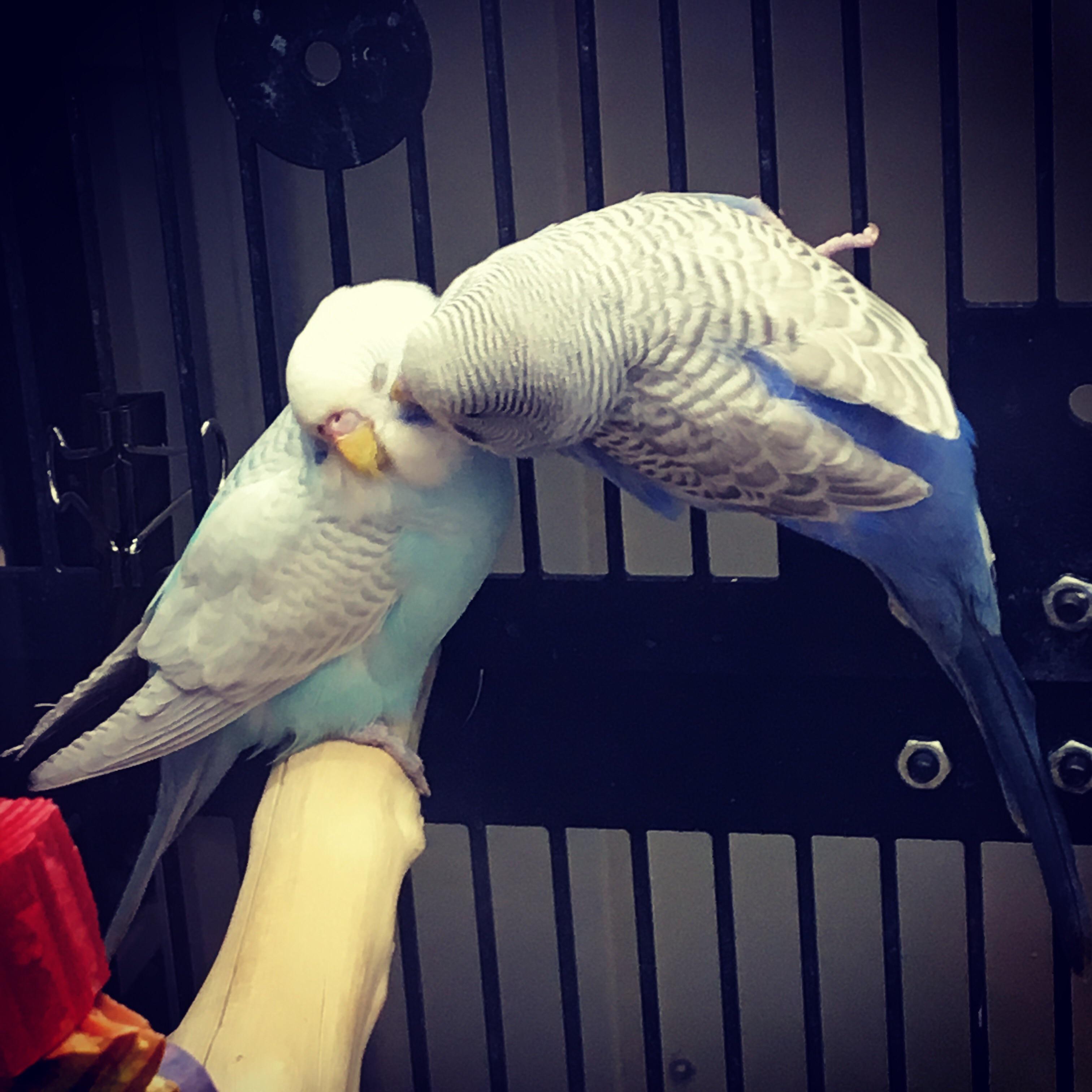 Saw these love birds at the pet store! r/aww