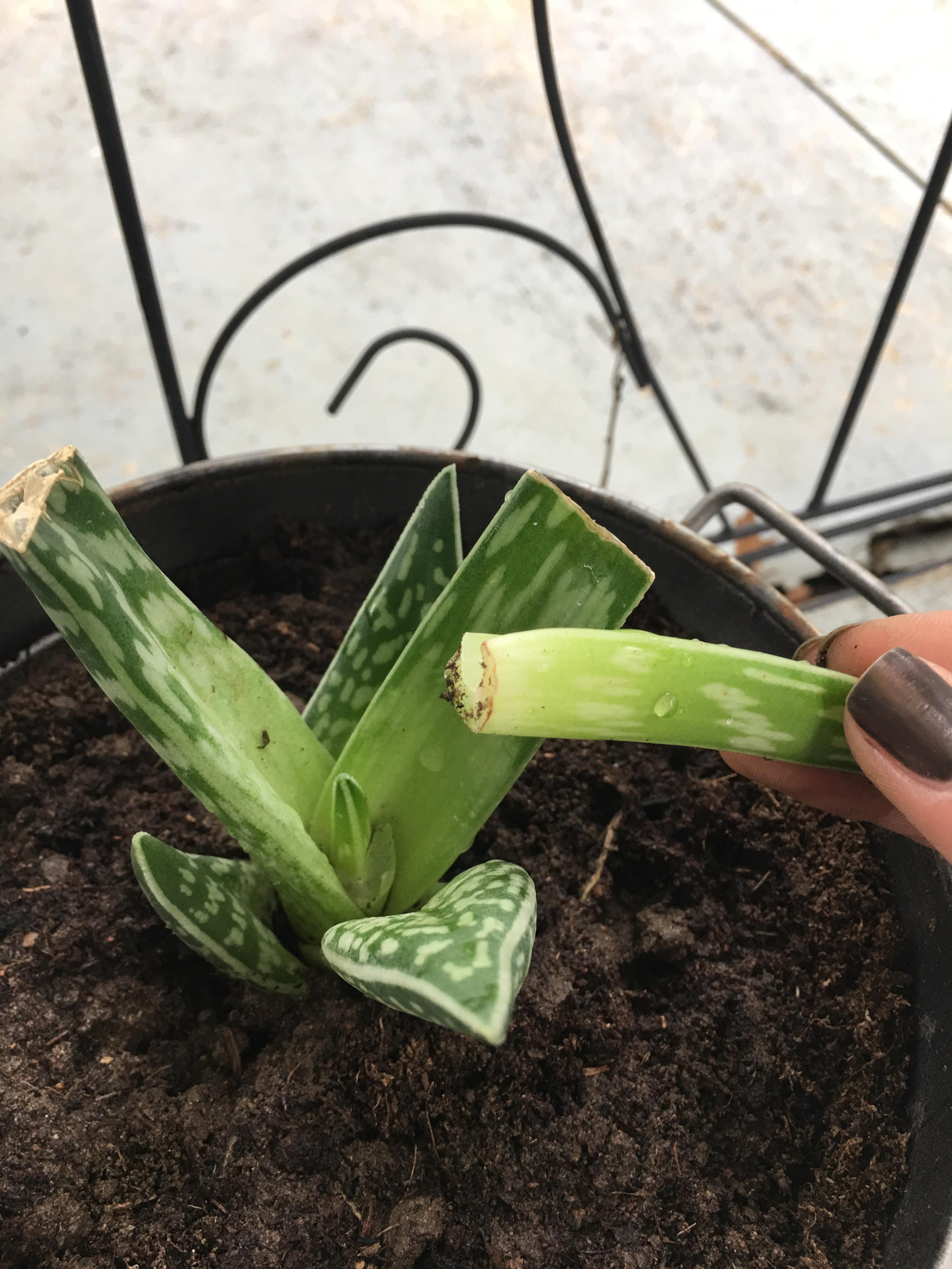 Hope for my aloe leaf? Just bought the plant on clearance from Walmart