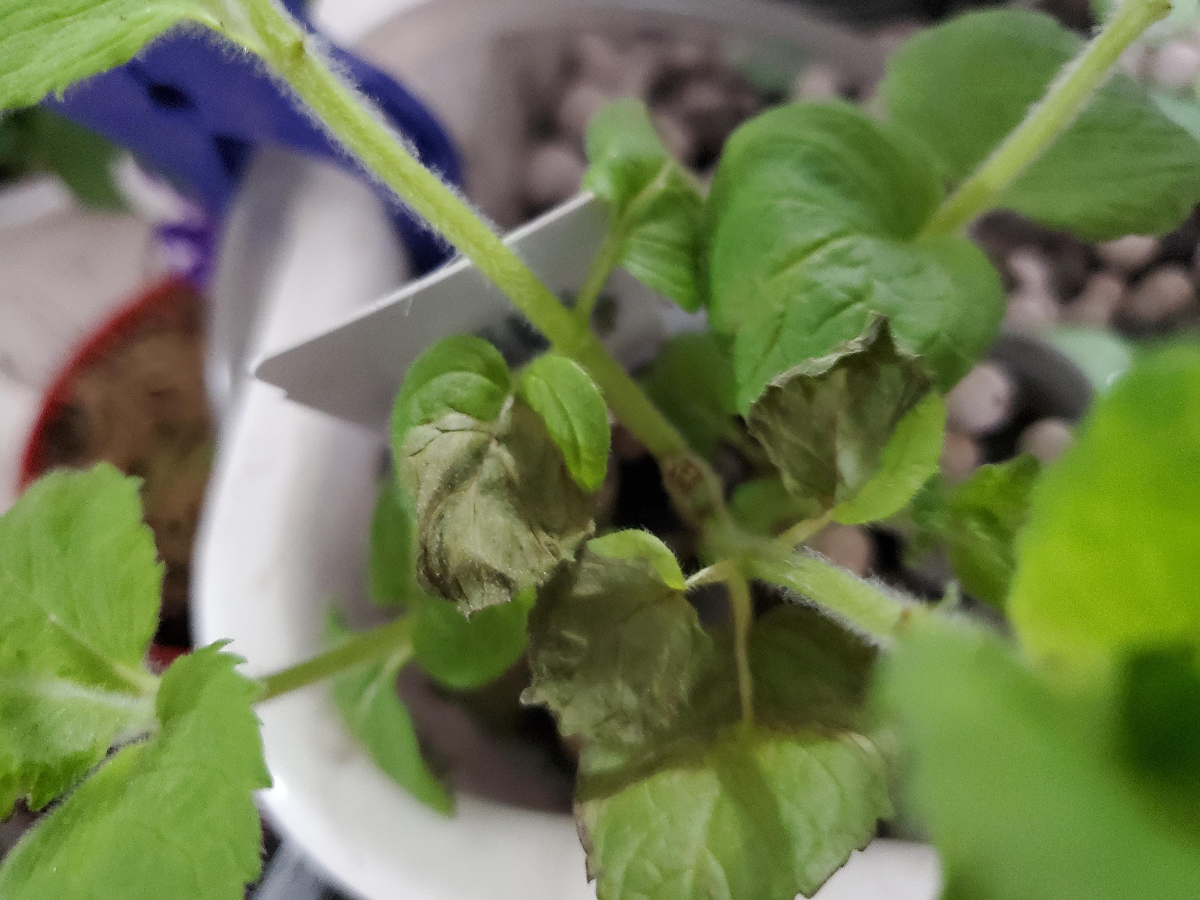 plant leaves drying out, any idea why? r/aquaponics