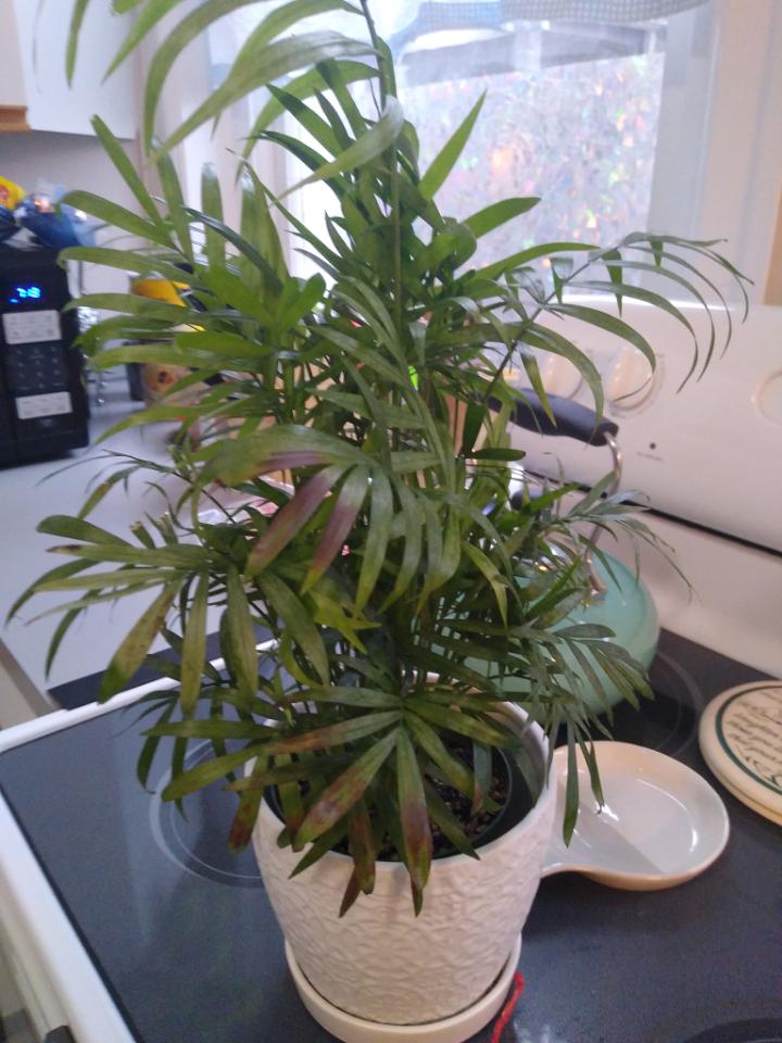 Parlor Palm Brown Spots! r/houseplants