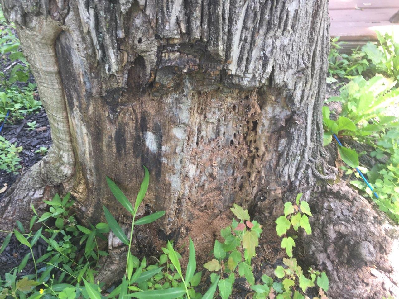 Termite Damage any remedies other than chopping it down? r/sfwtrees