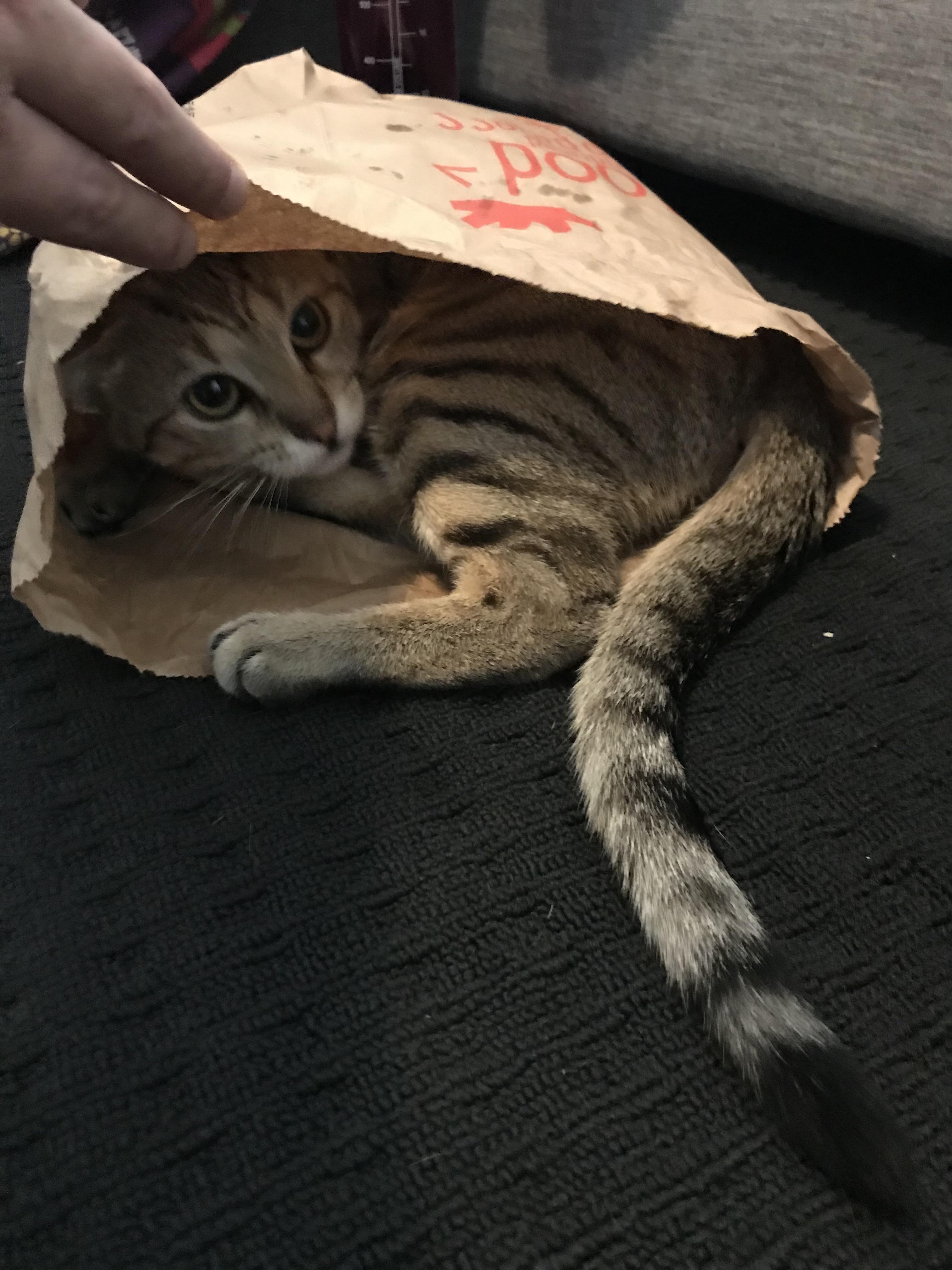 Found my little buddy hiding in a fast food bag. r/cats