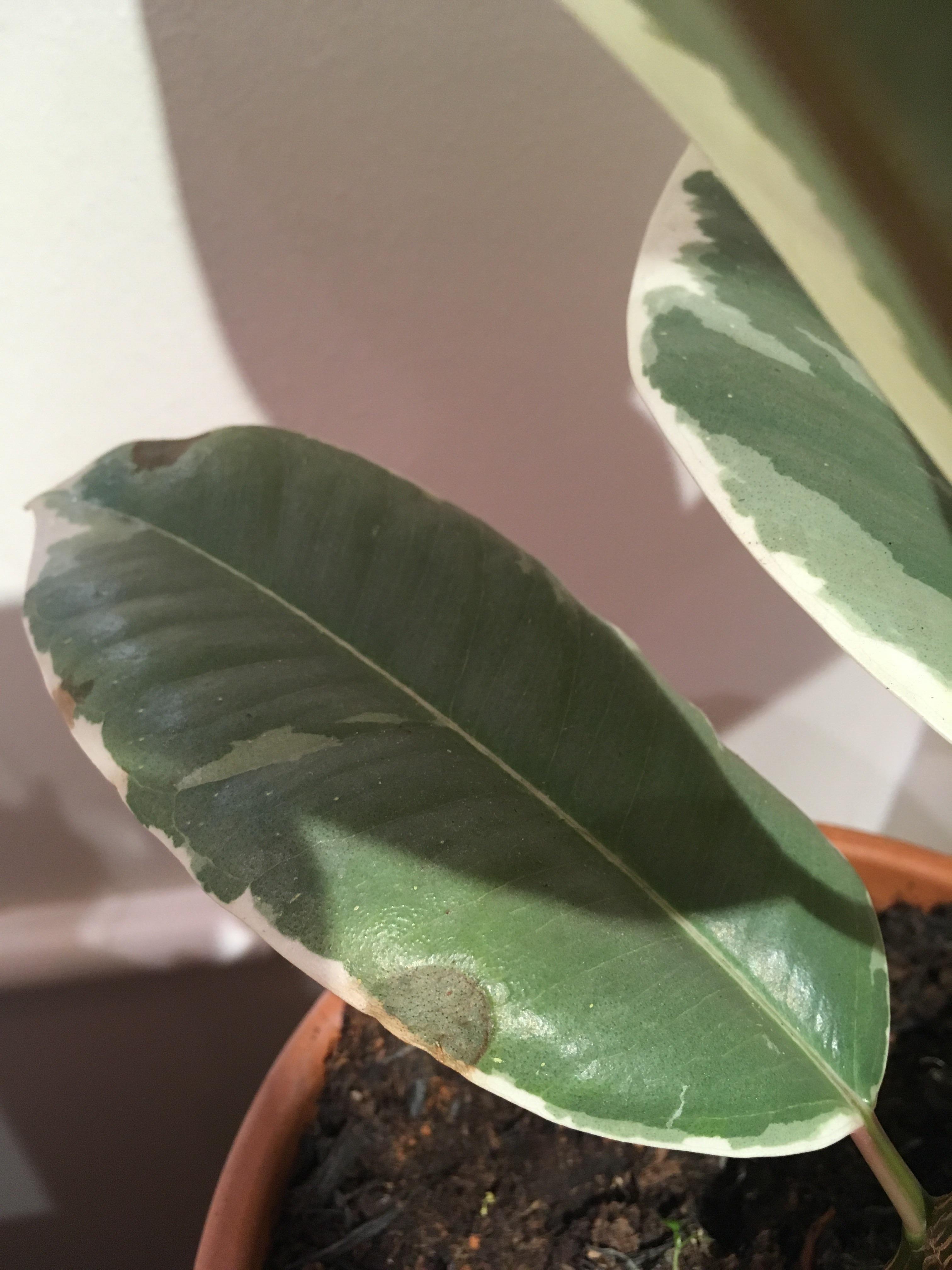 Help brown spots on the lower leaves of my Ficus elastica