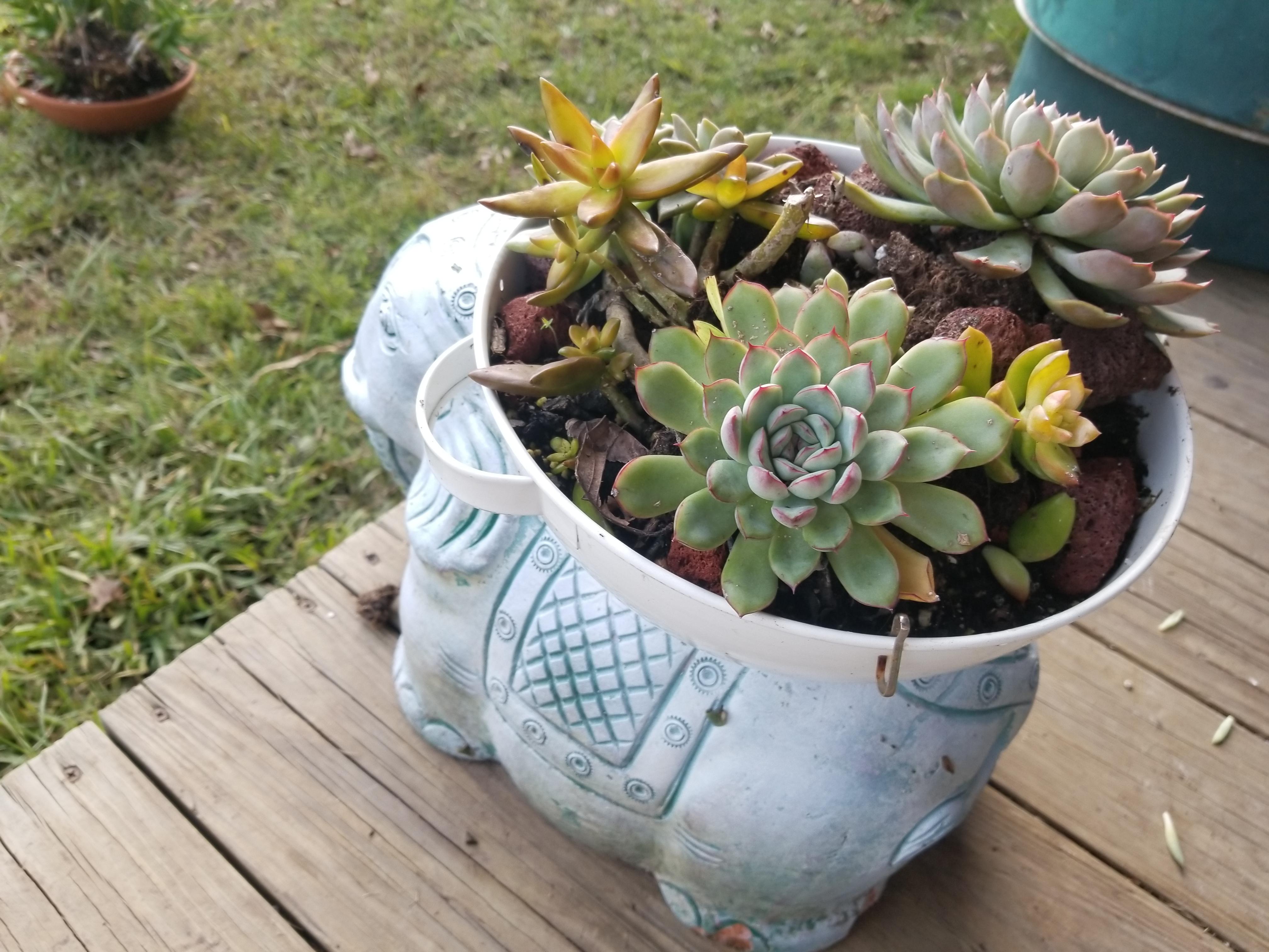 Succulent arrangement in large elephant planter (a
